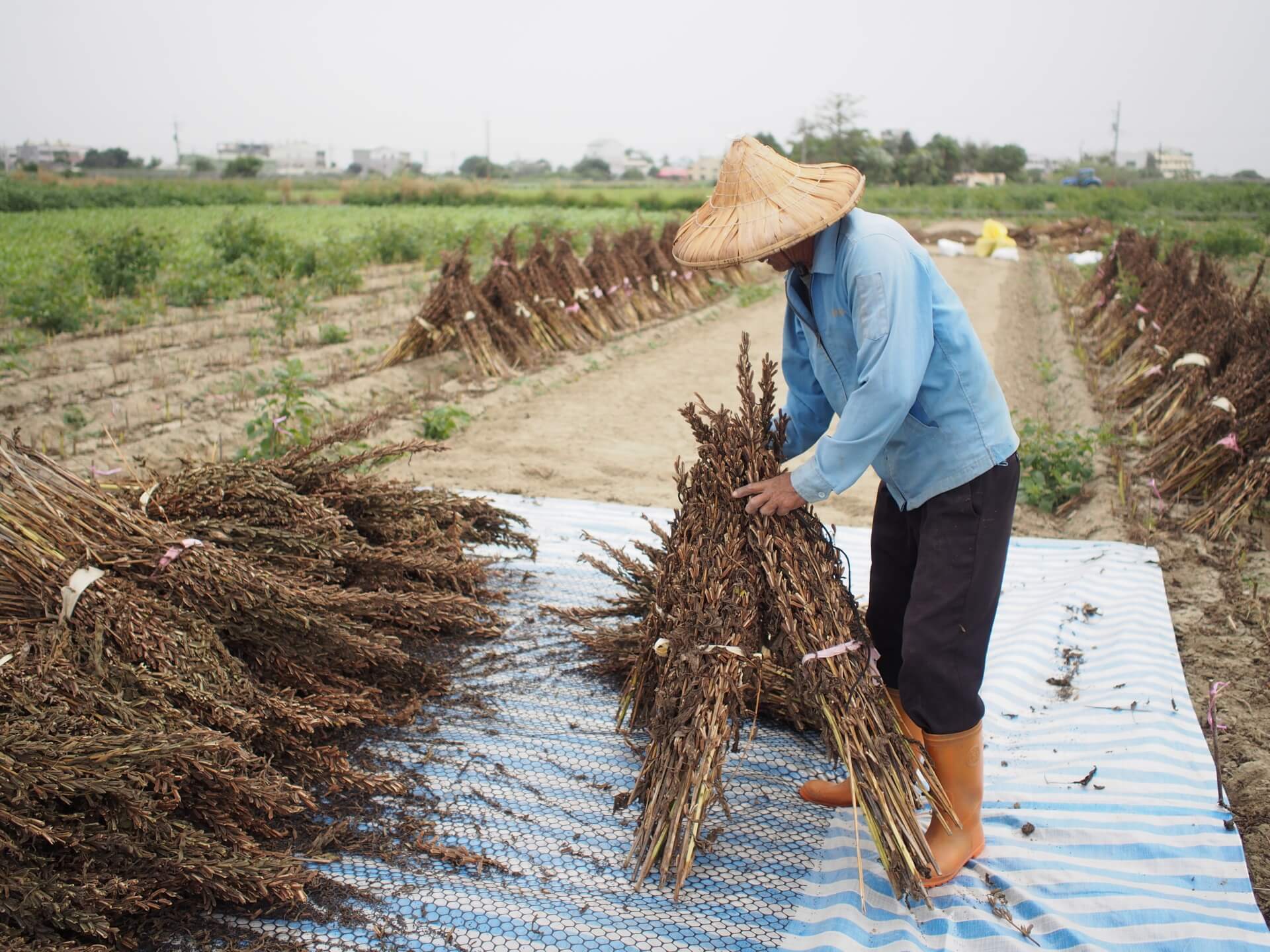 曬乾的黑芝麻植株