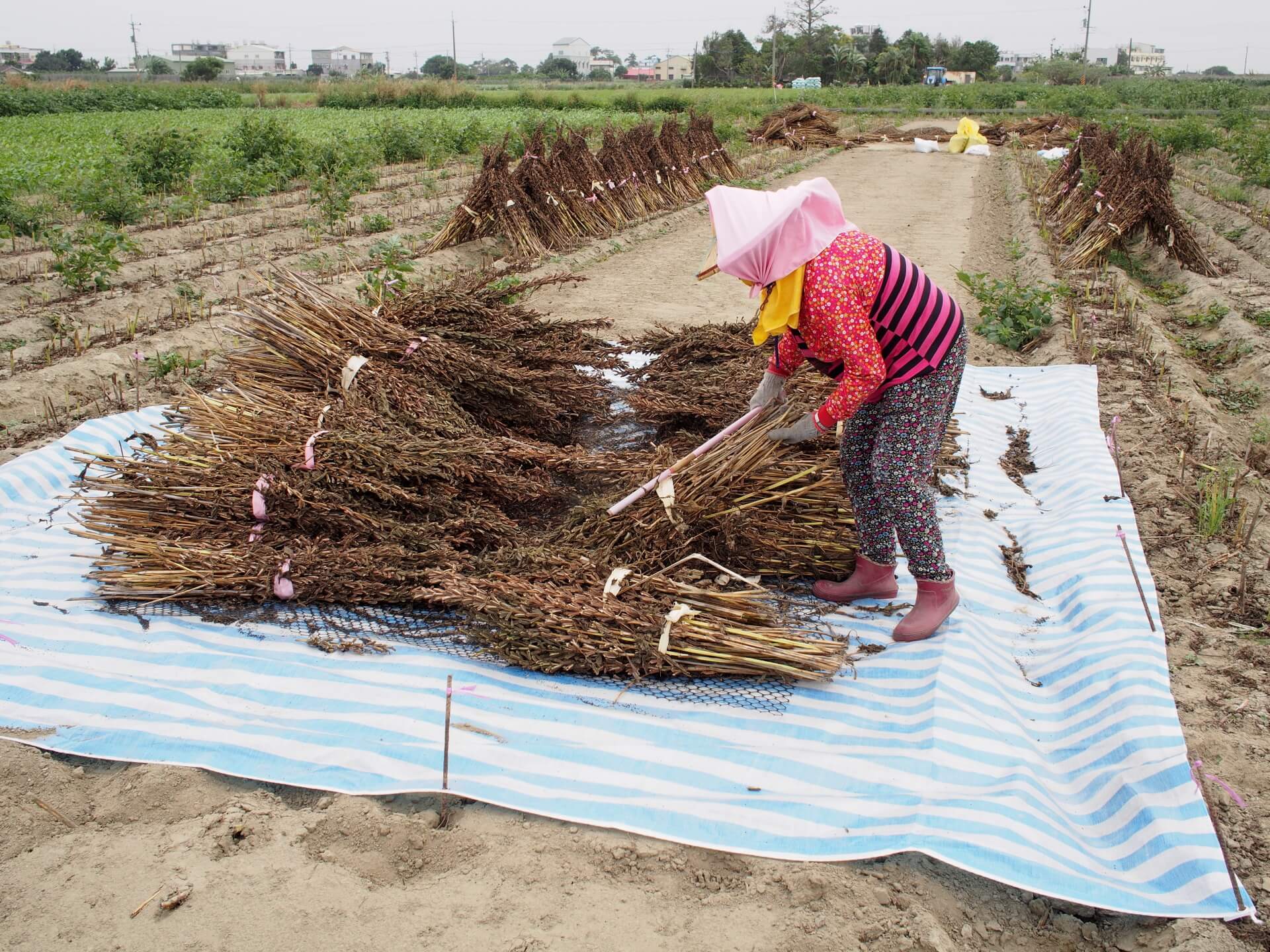曬乾的黑芝麻植株
