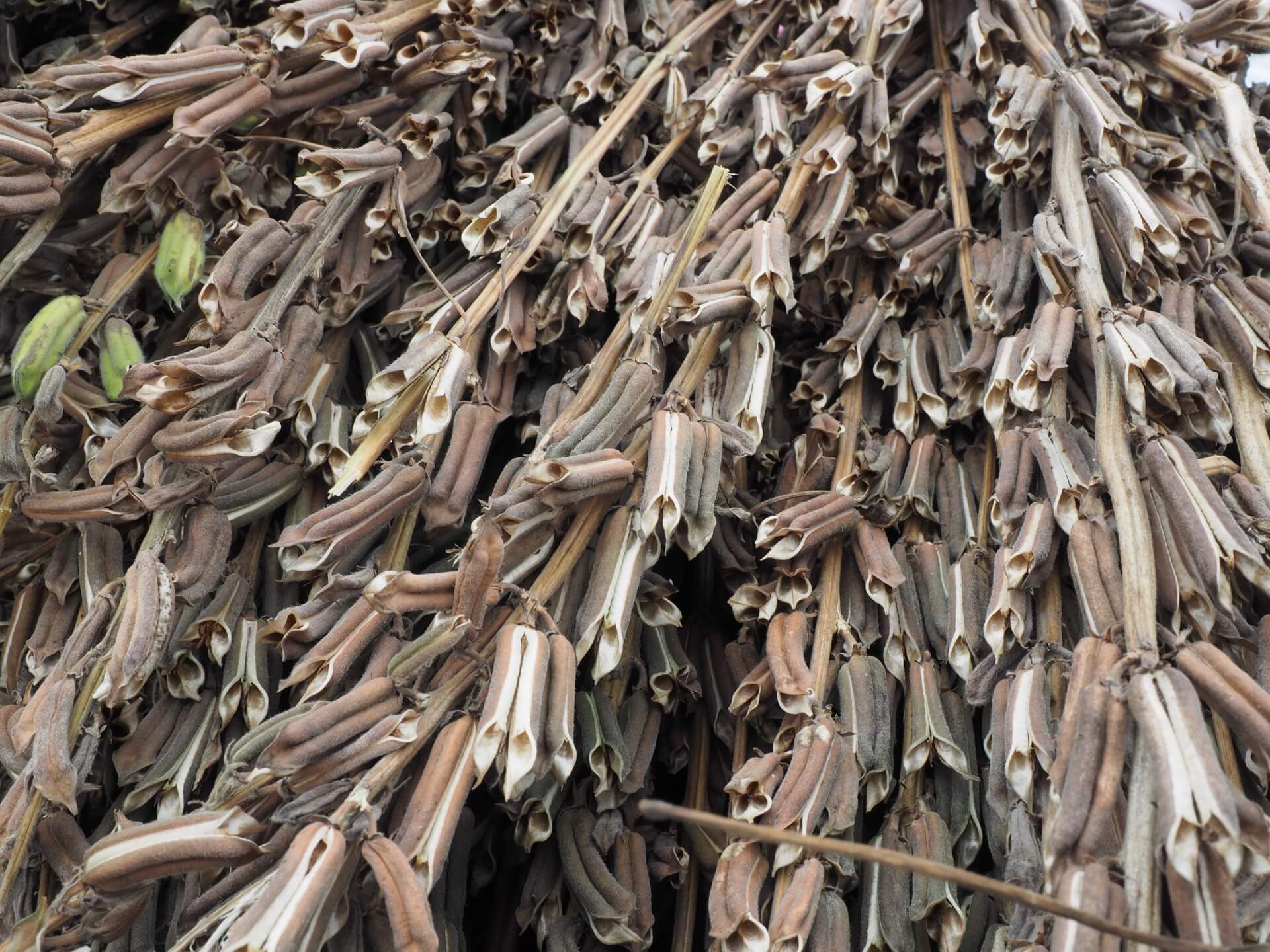 打完的黑芝麻植株