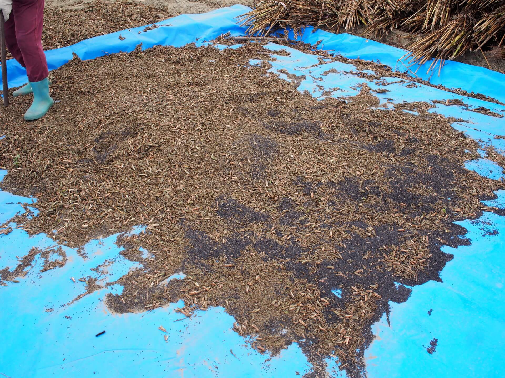 剛打下來的黑芝麻