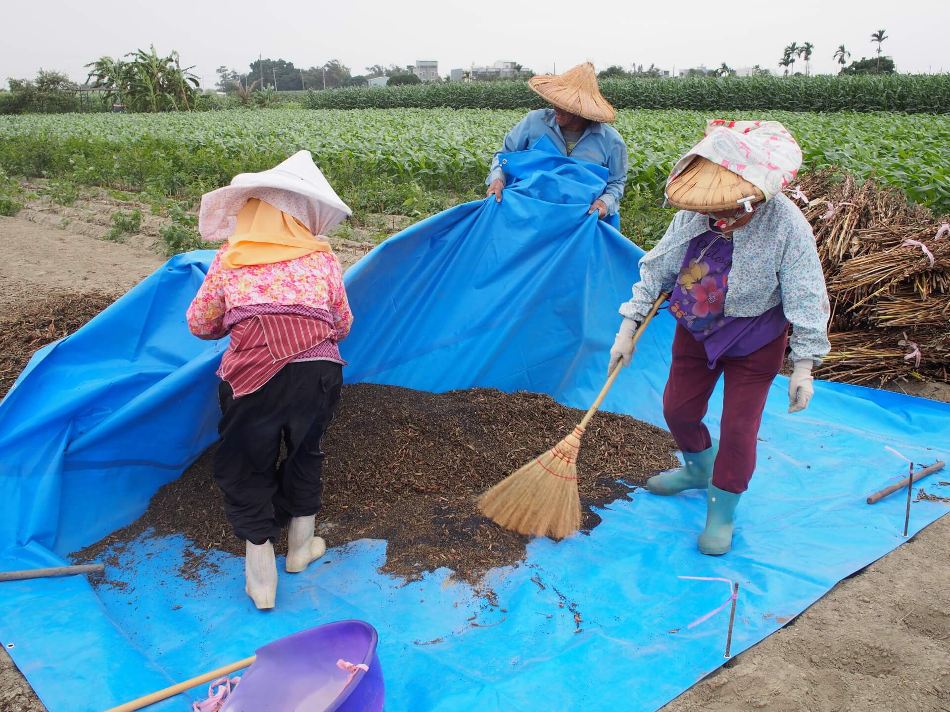 剛打下來的黑芝麻