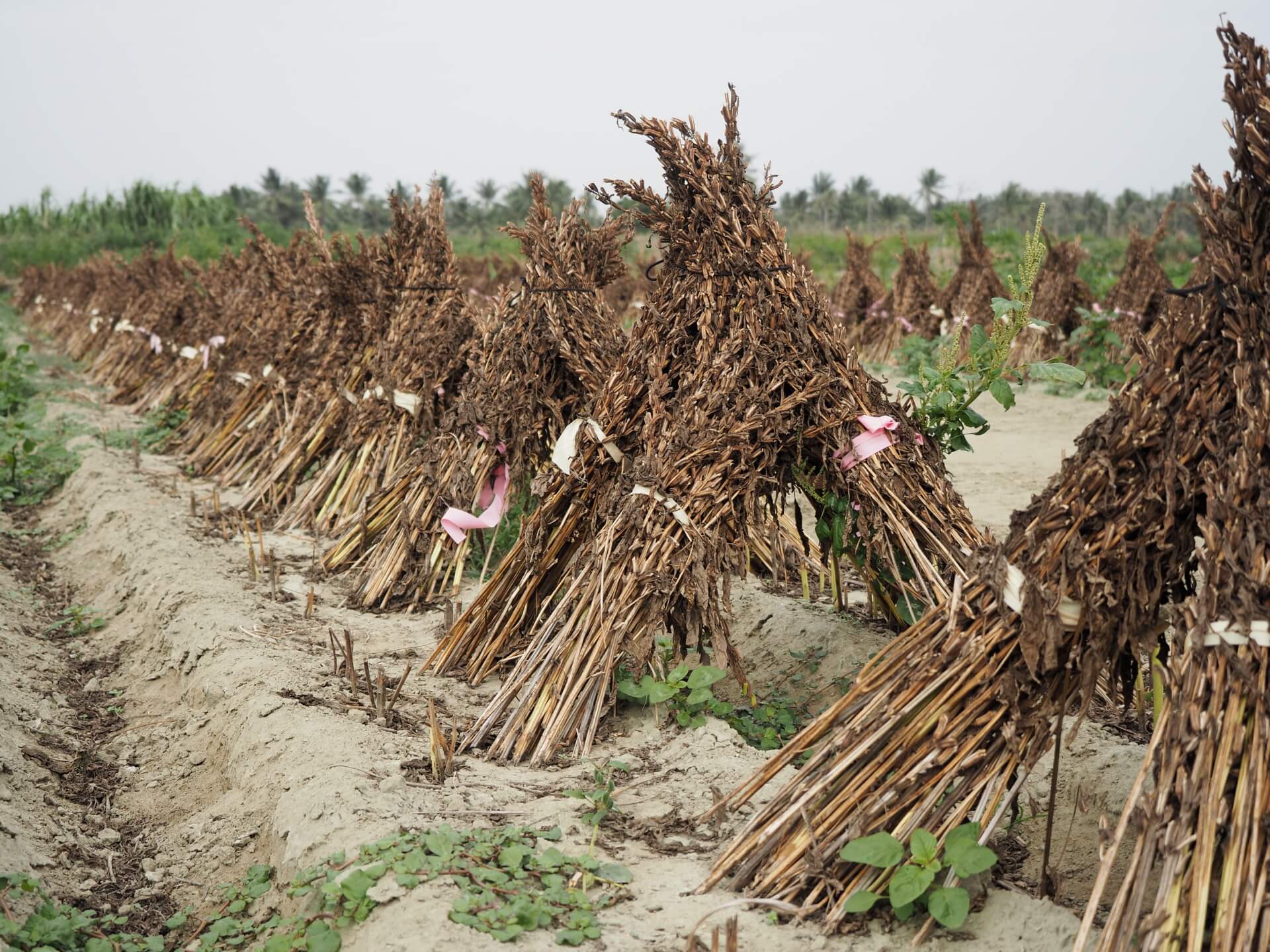 曬乾的黑芝麻植株