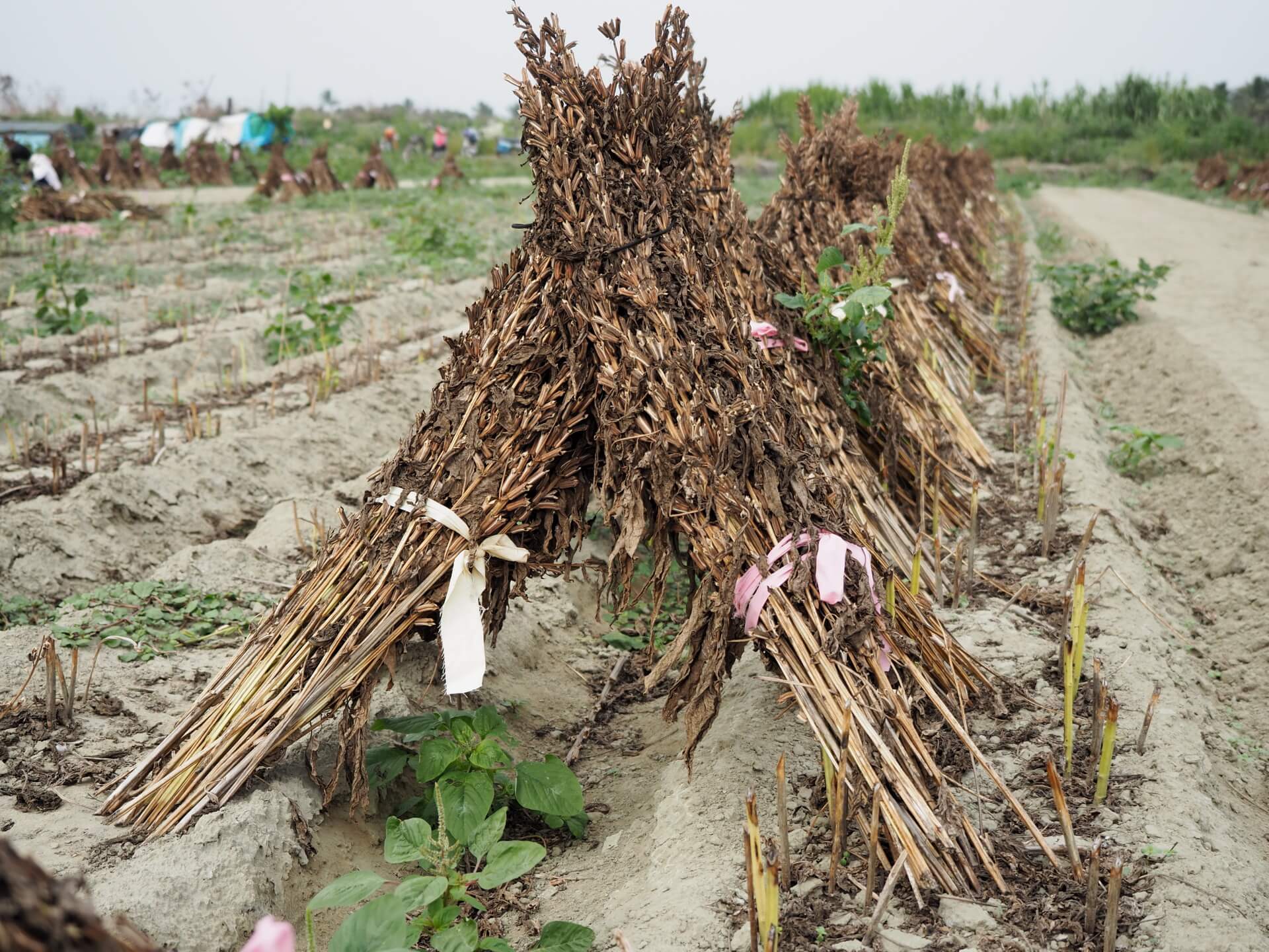 曬乾的黑芝麻植株