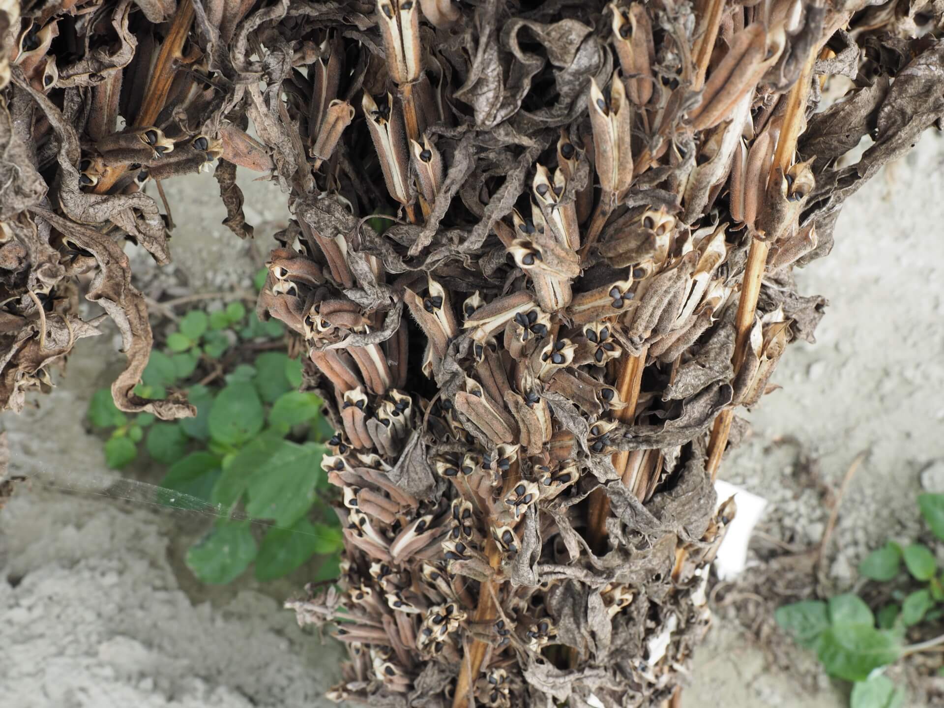 曬乾的黑芝麻植株