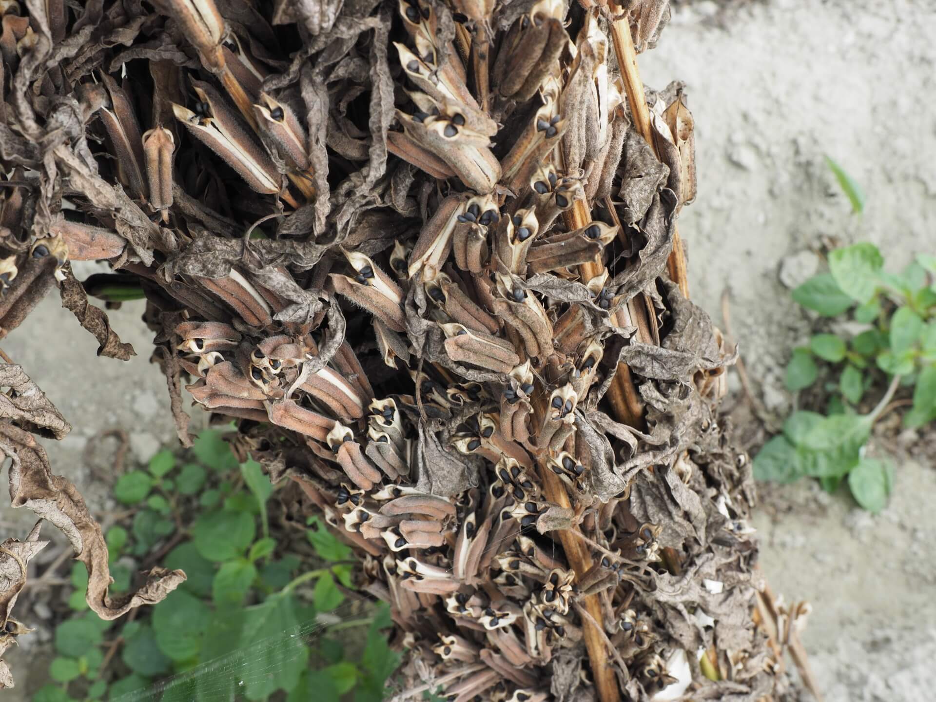 曬乾的黑芝麻植株
