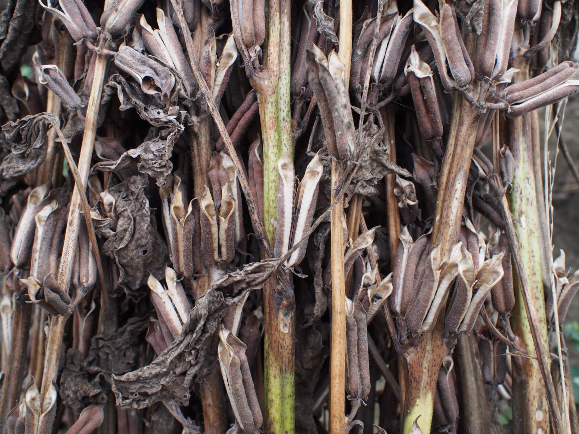 曬乾的黑芝麻植株