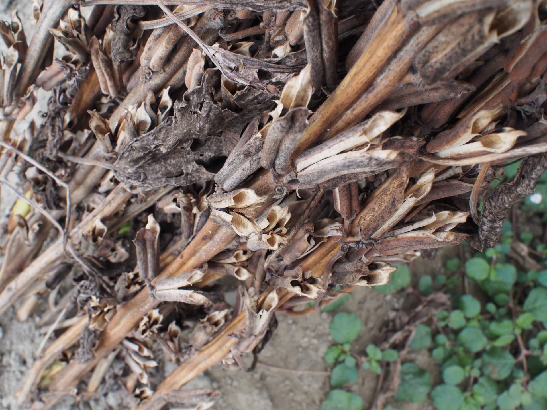 曬乾的黑芝麻植株