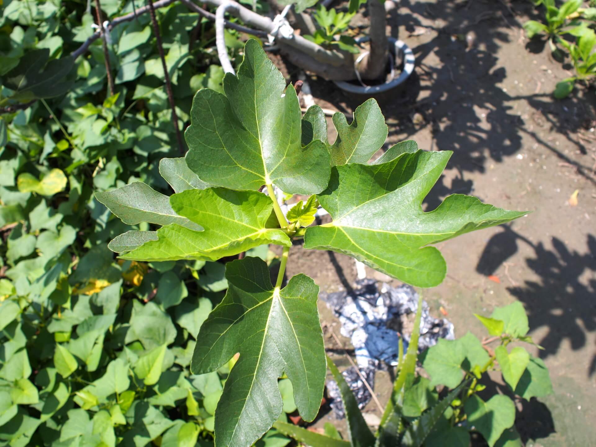 無花果樹葉子
