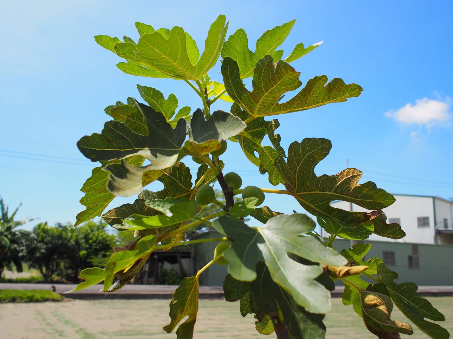 無花果樹