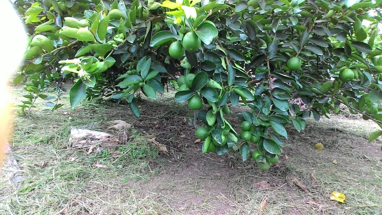 屏東潮州無毒檸檬