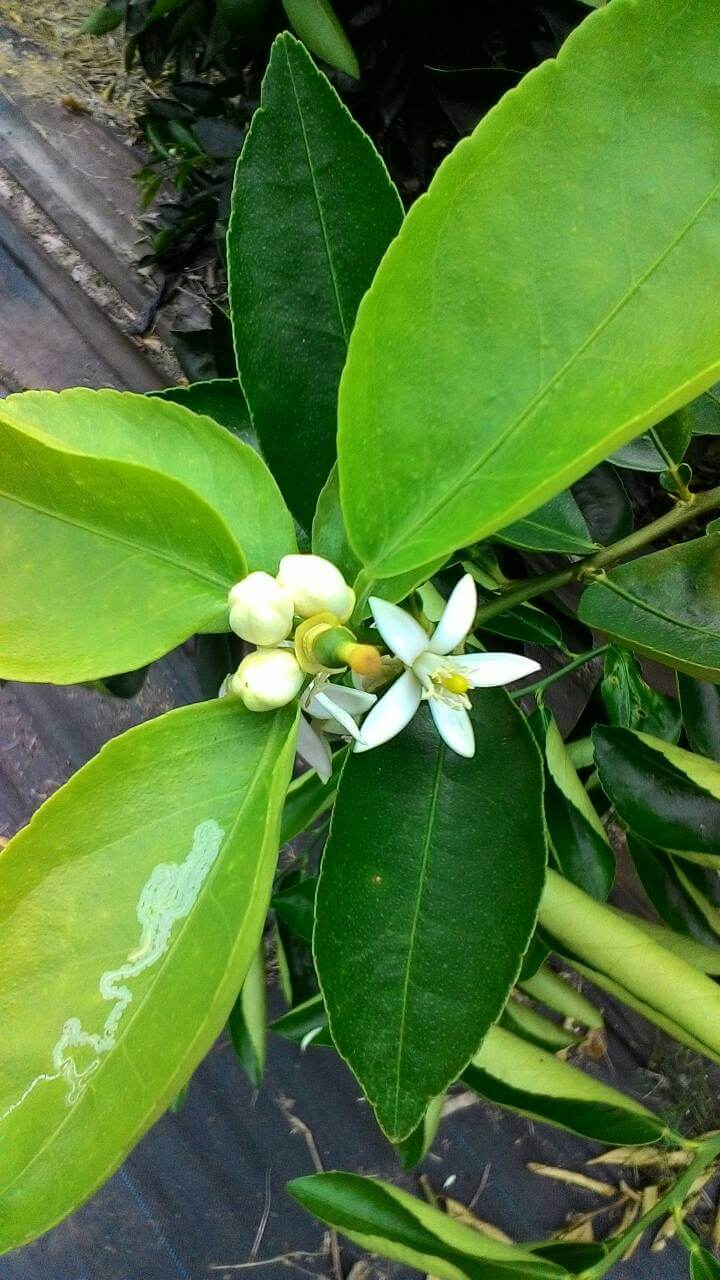 檸檬樹開花