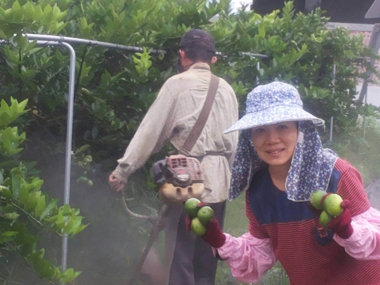 屏東潮州無毒檸檬