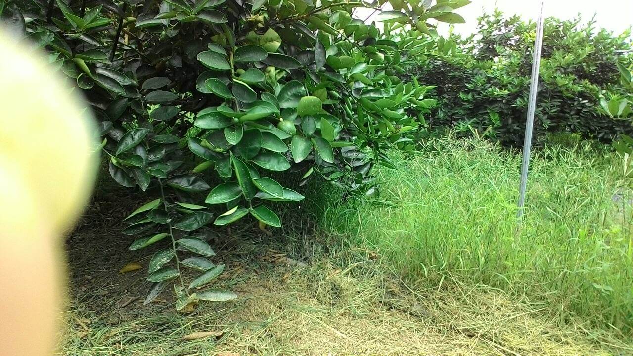 屏東潮州無毒檸檬