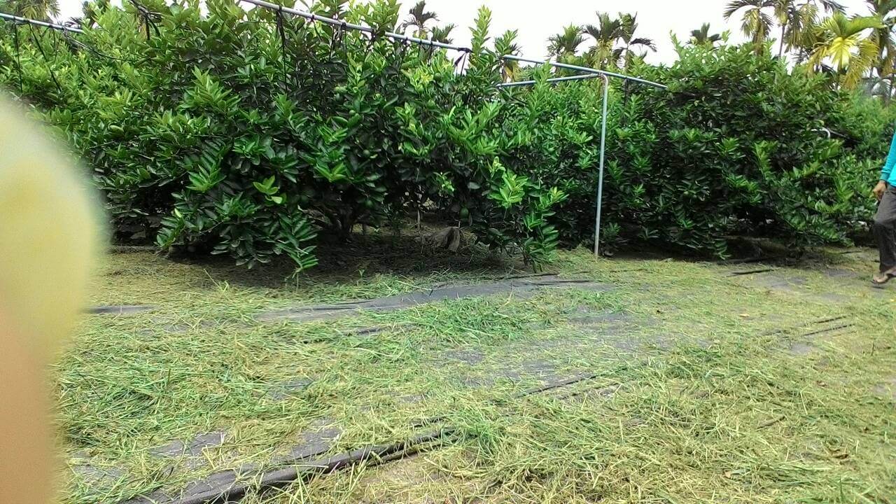 屏東潮州無毒檸檬