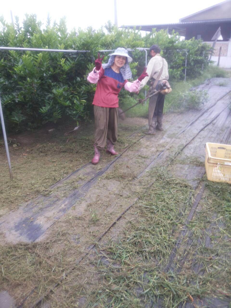 屏東潮州無毒檸檬