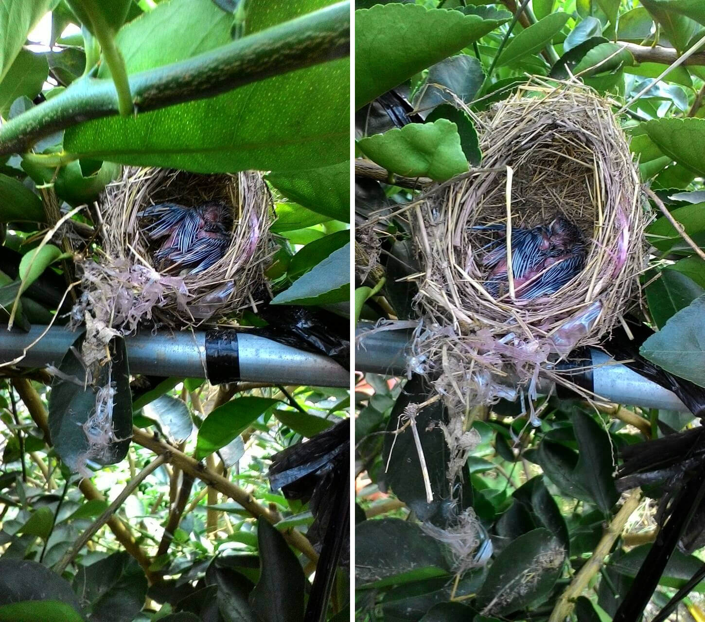 檸檬樹上的鳥巢