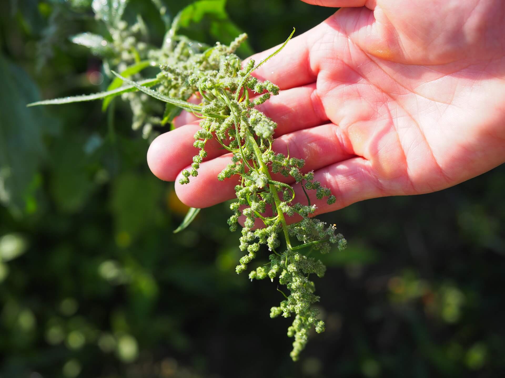 尚未成熟的紅藜