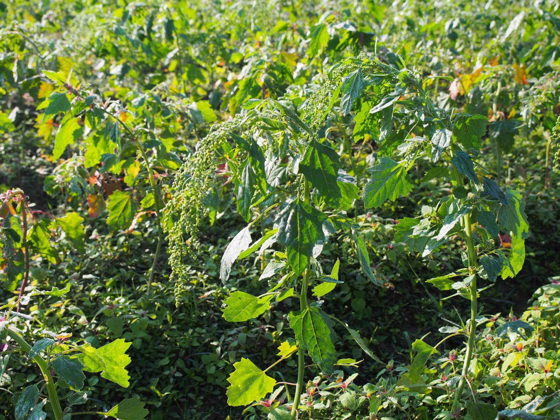 尚未成熟的紅藜