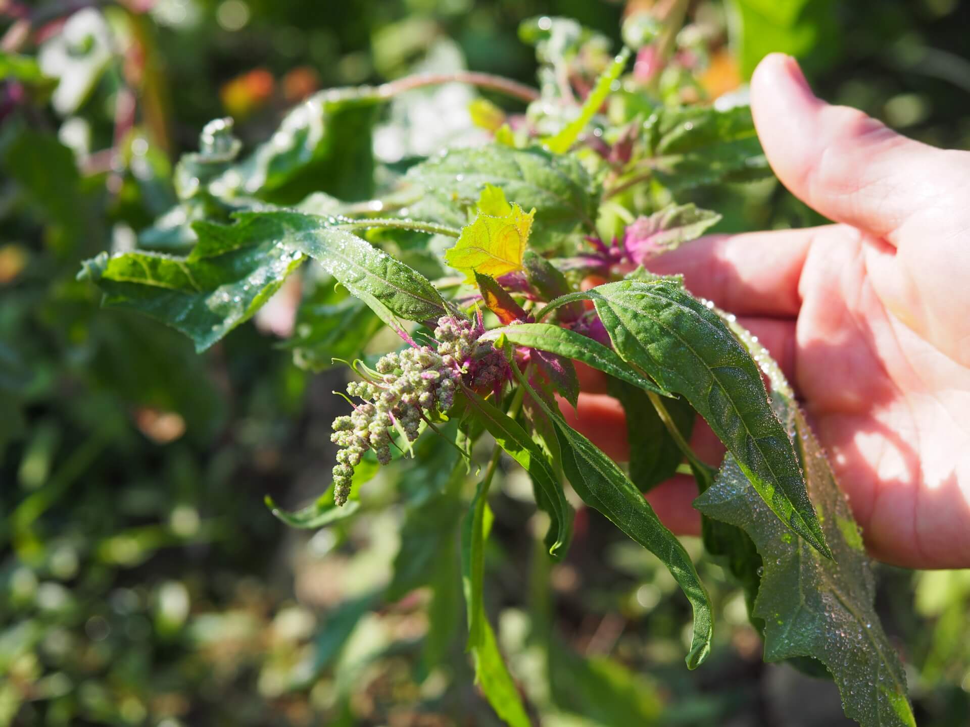 接近成熟的紅藜