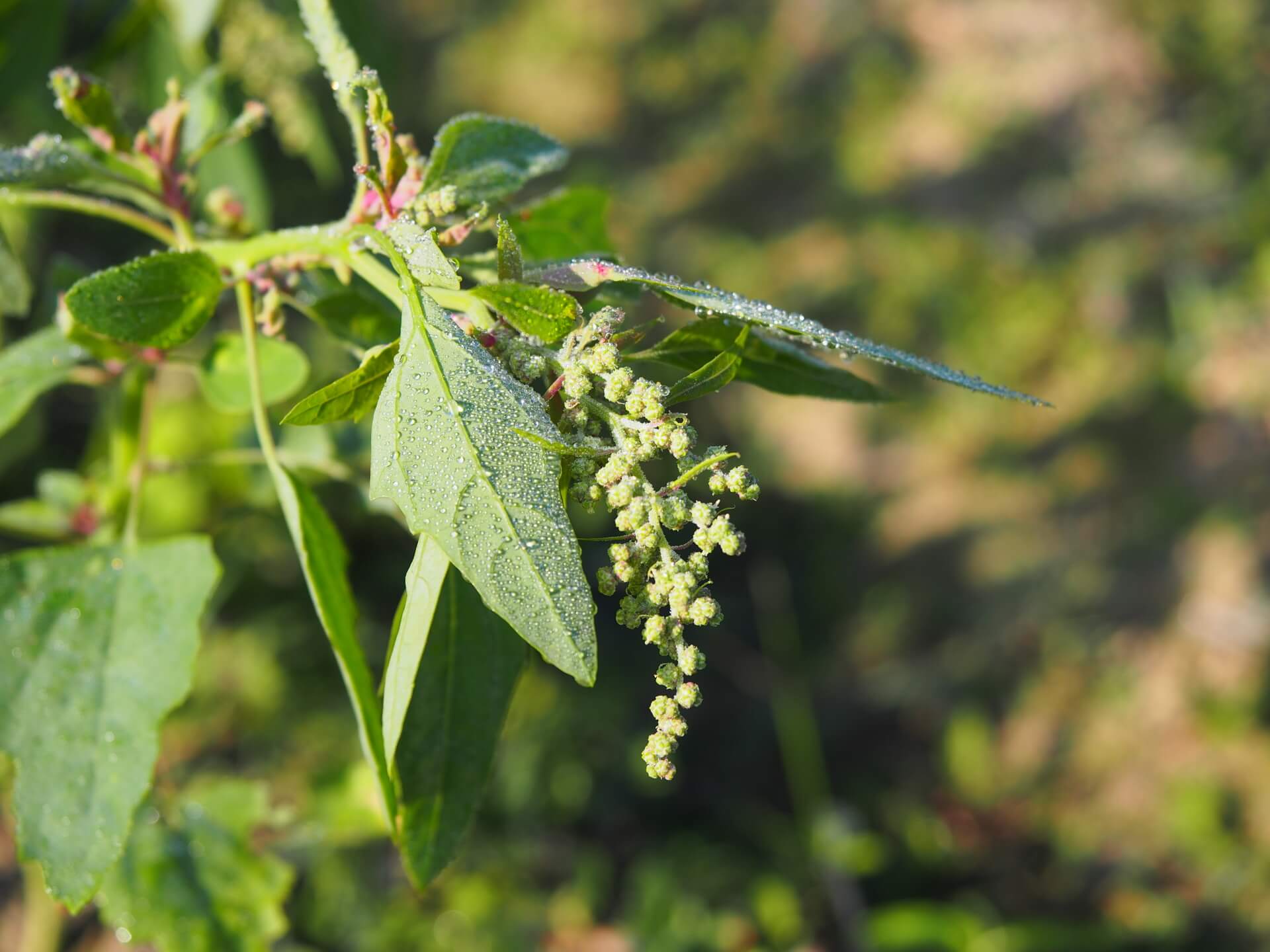 尚未成熟的紅藜