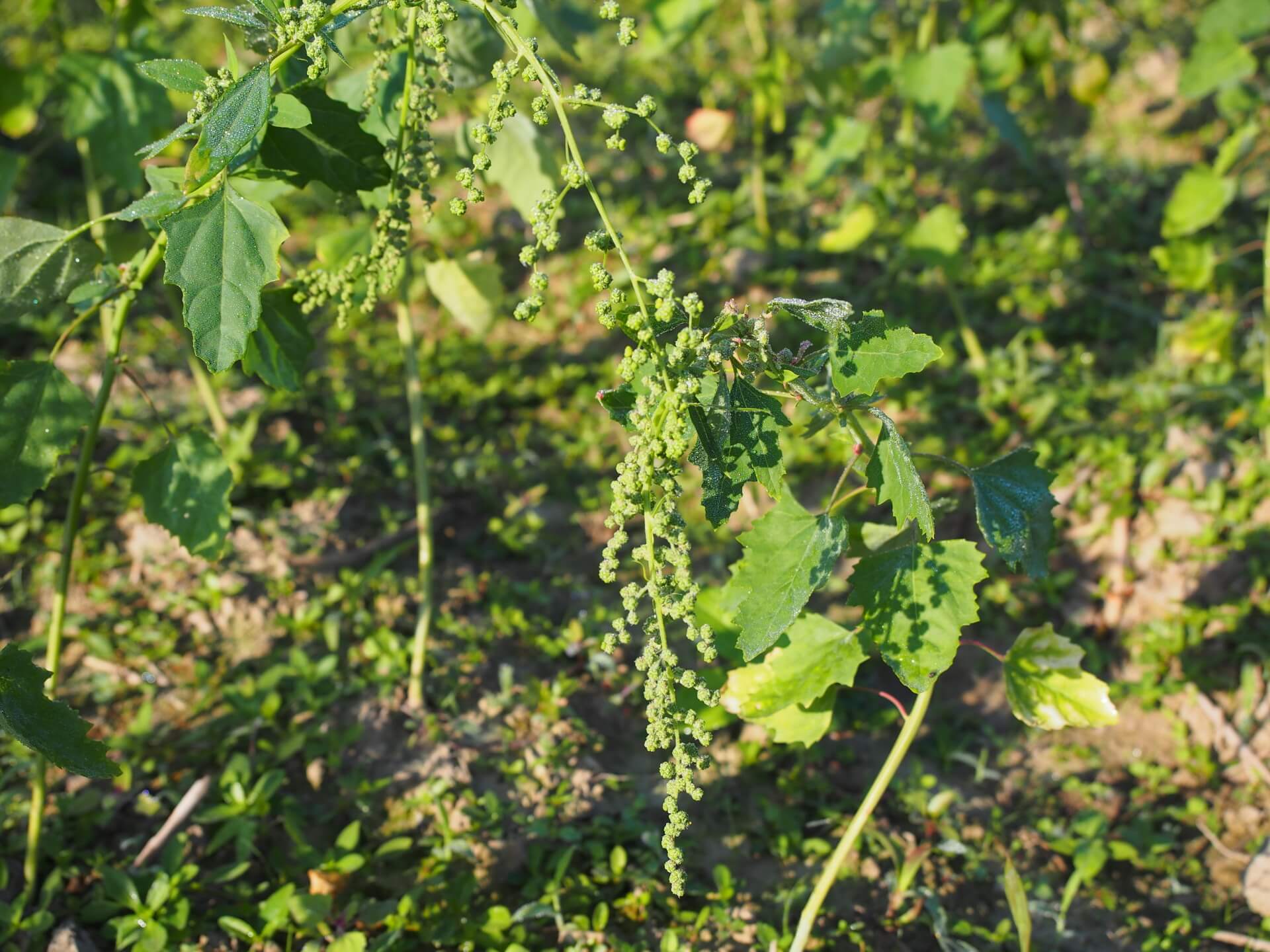 尚未成熟的紅藜