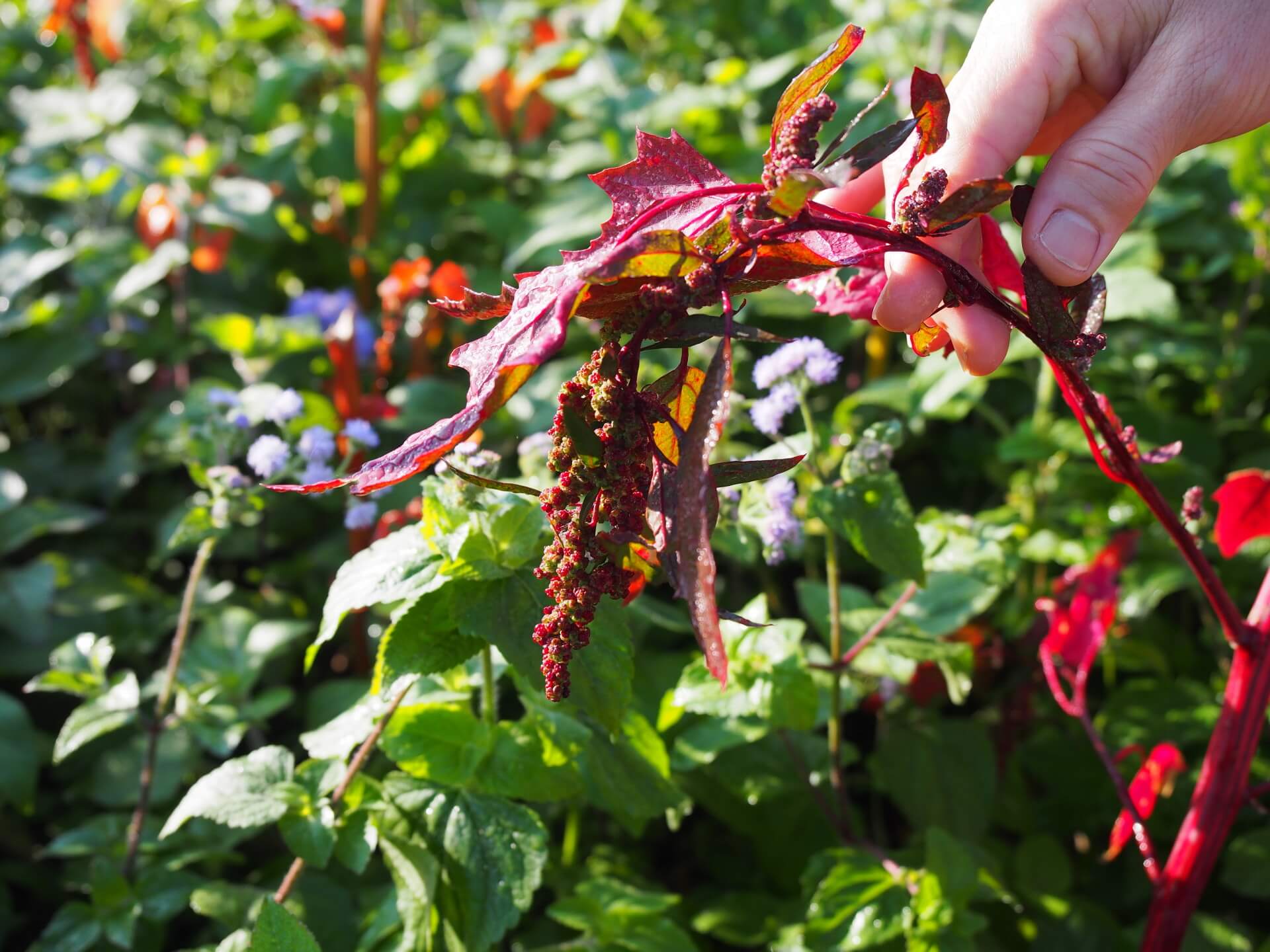 接近成熟的紅藜