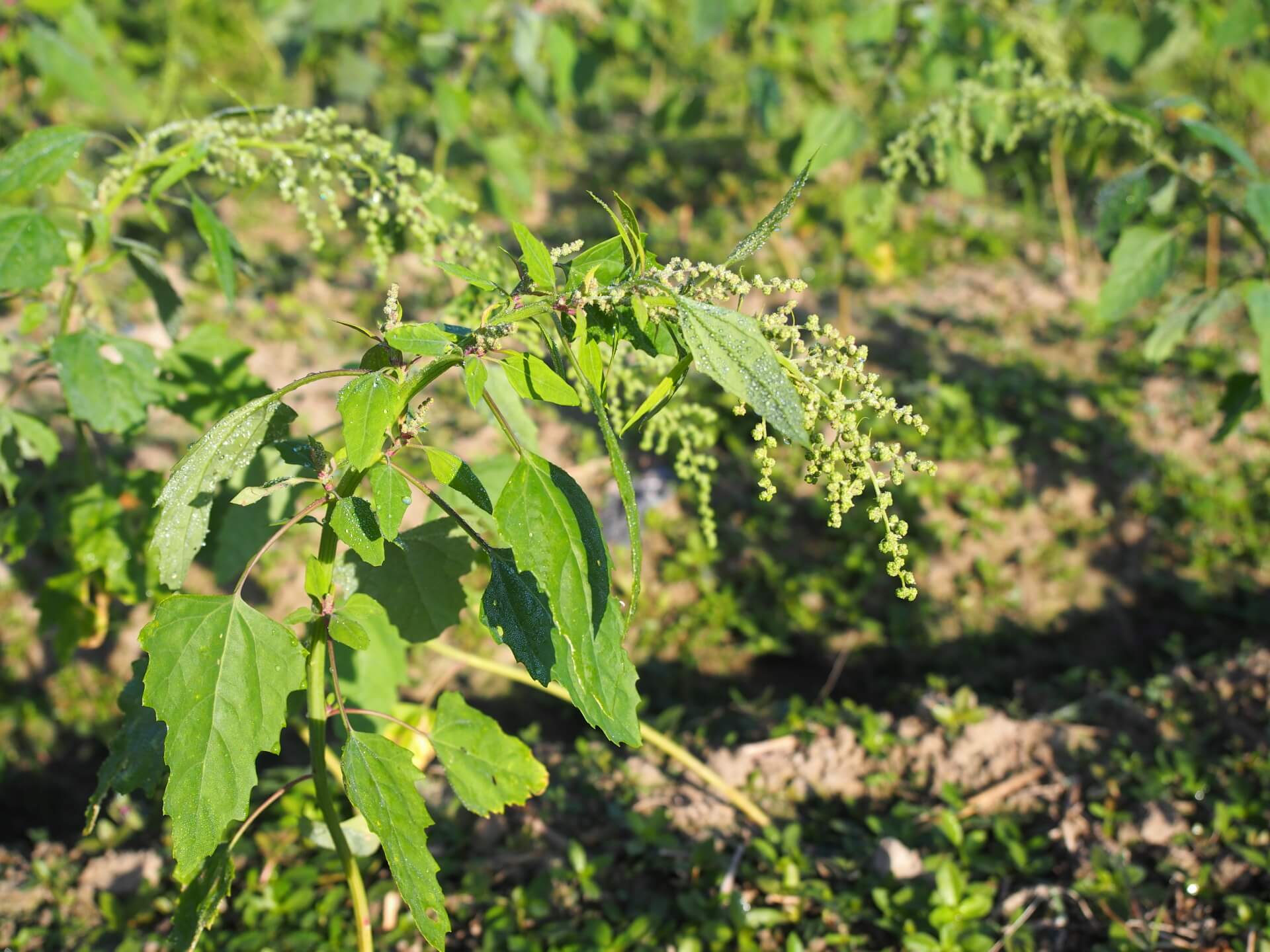 尚未成熟的紅藜