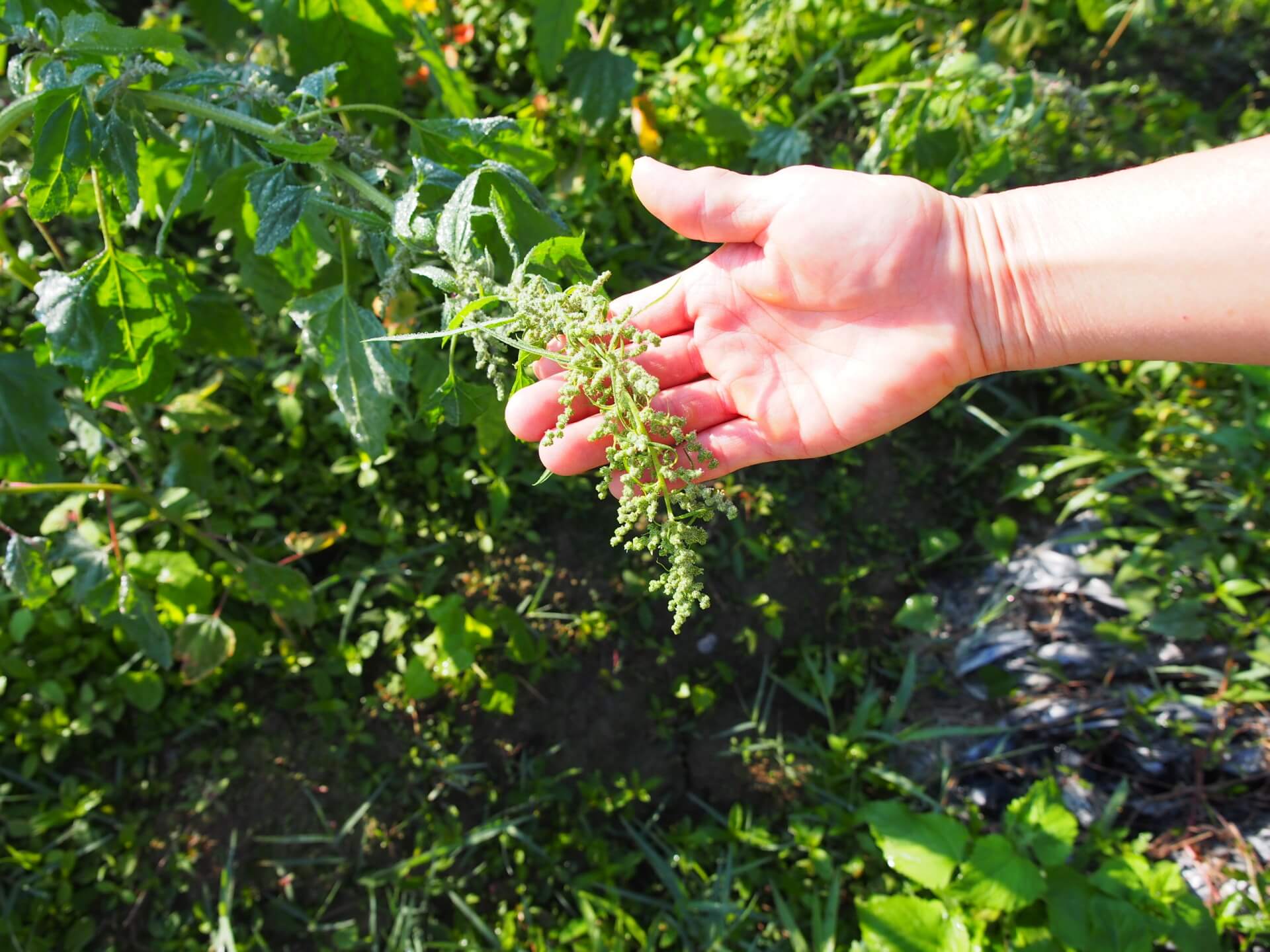 尚未成熟的紅藜