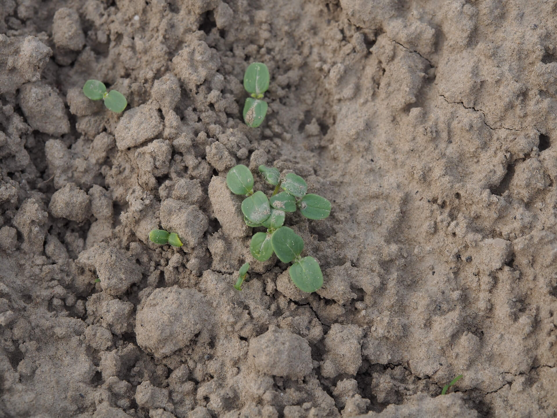 芝麻苗（播種一週）