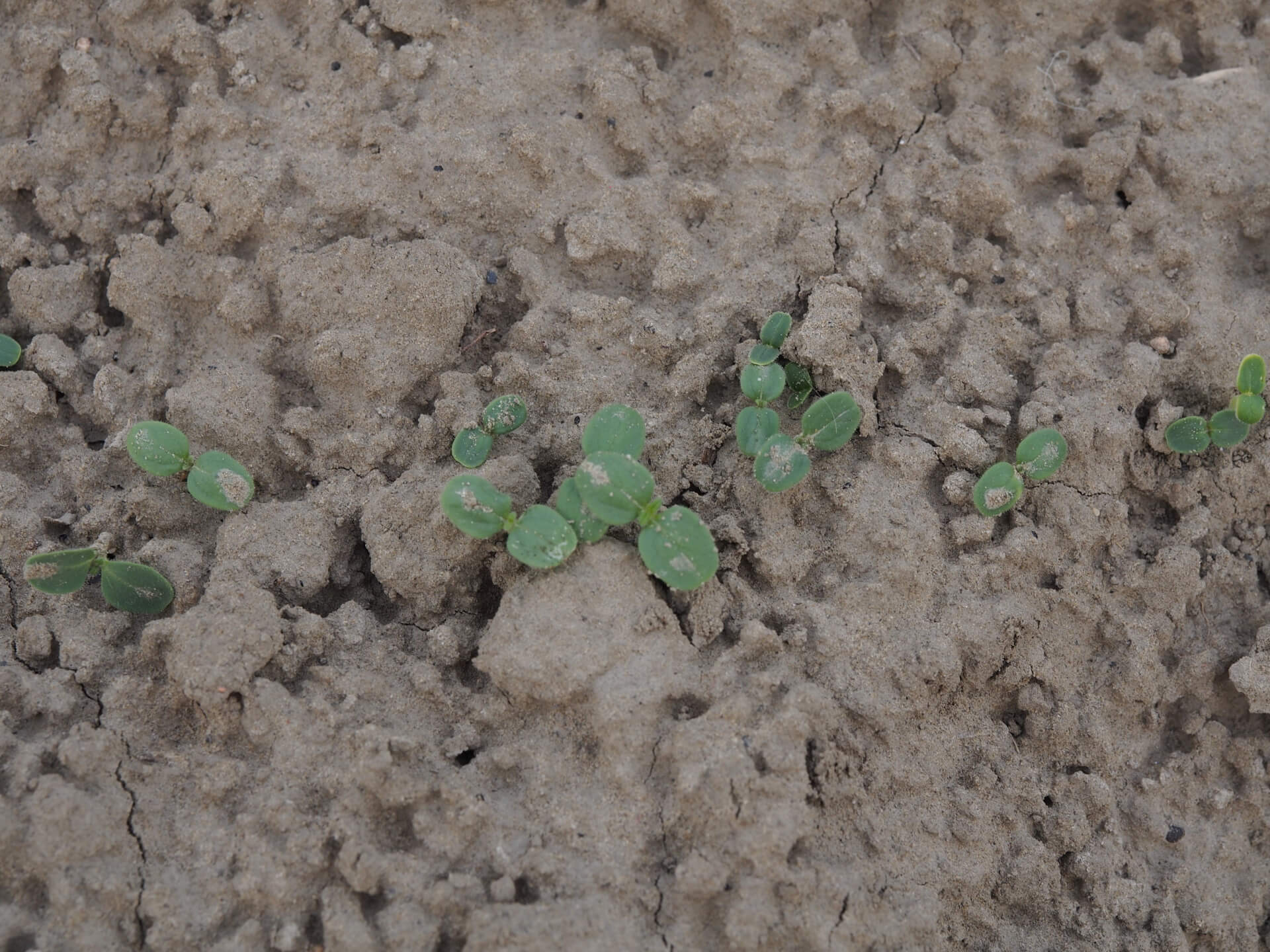 芝麻苗（播種一週）