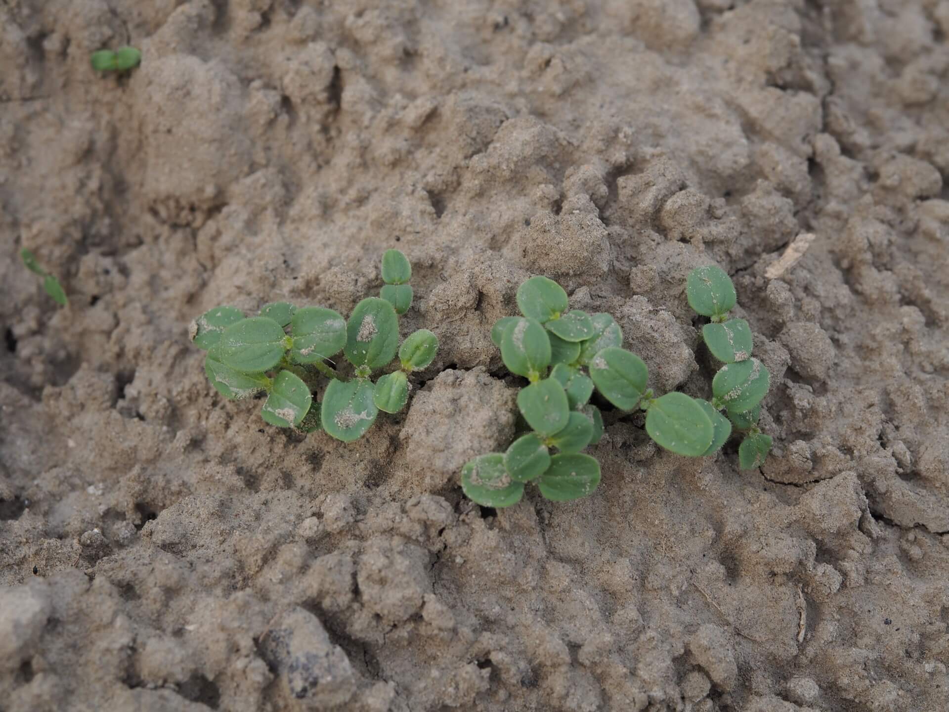 芝麻苗（播種一週）