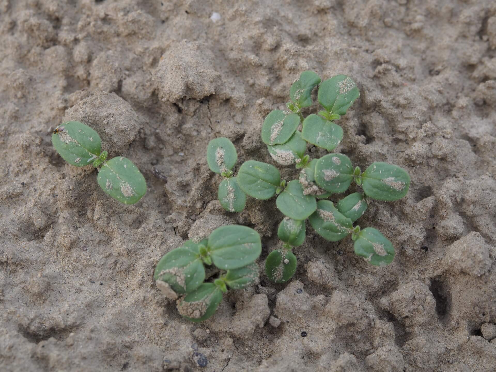 芝麻苗（播種一週）