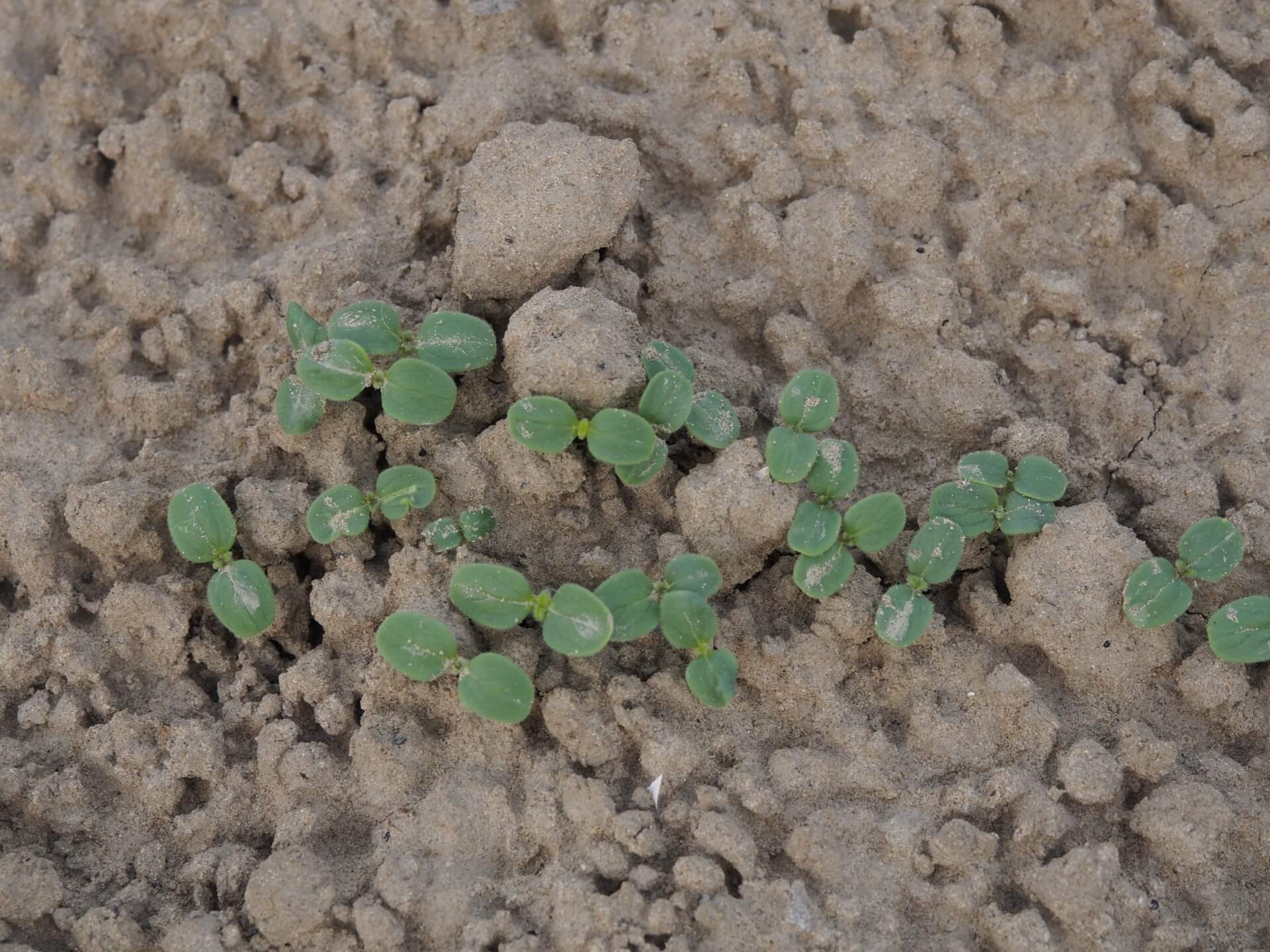 芝麻苗（播種一週）