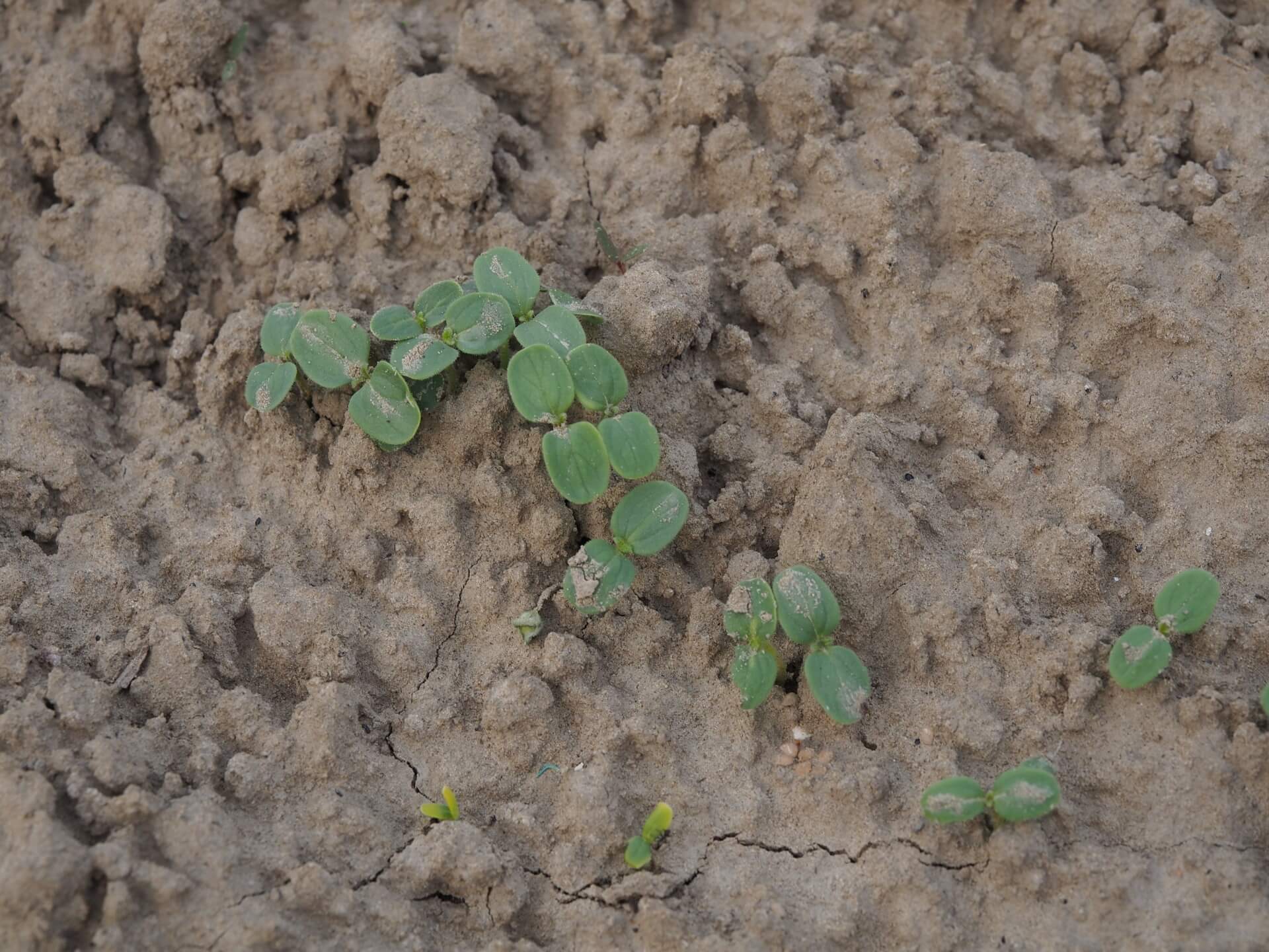 芝麻苗（播種一週）