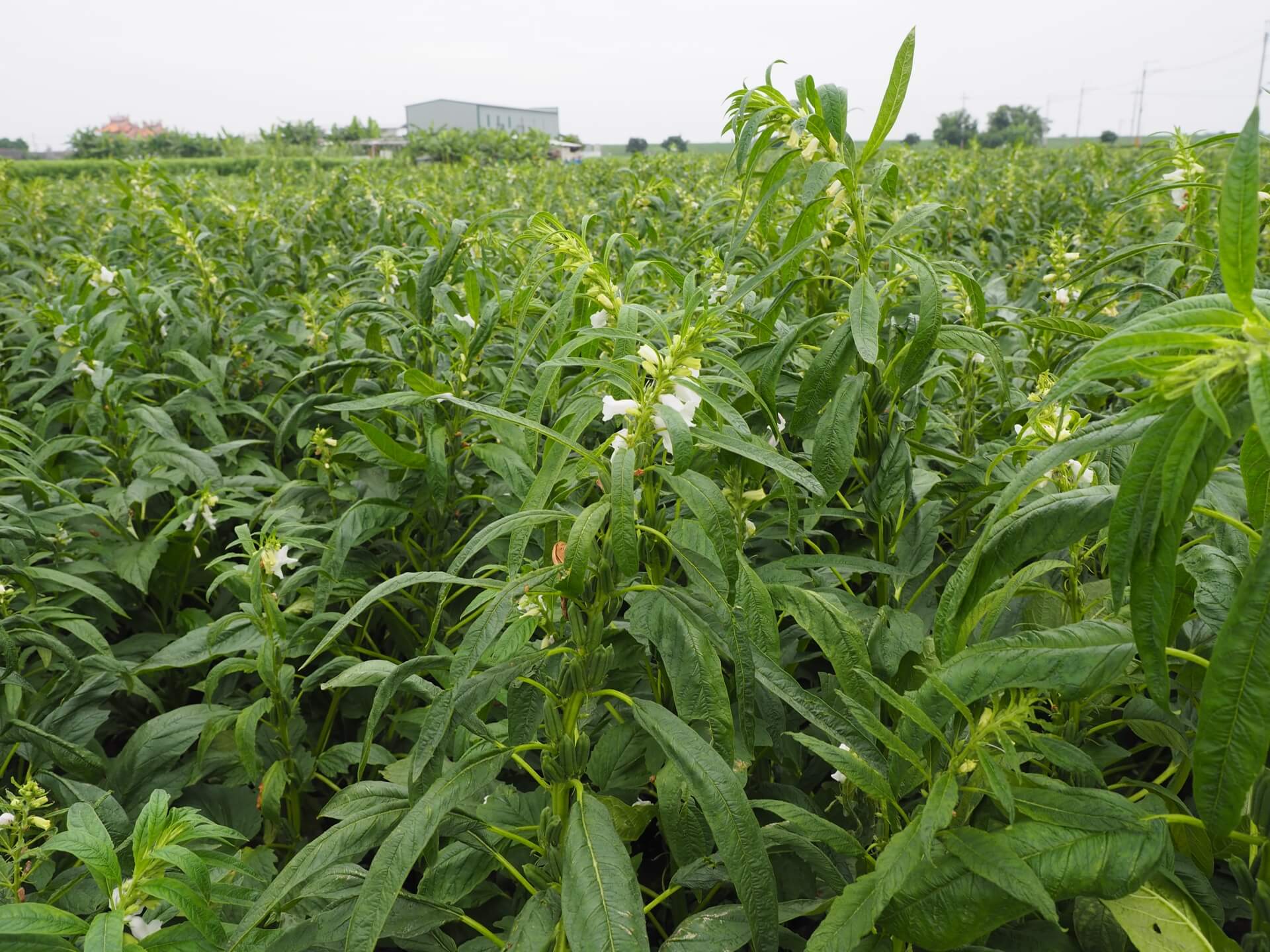 黑芝麻開花