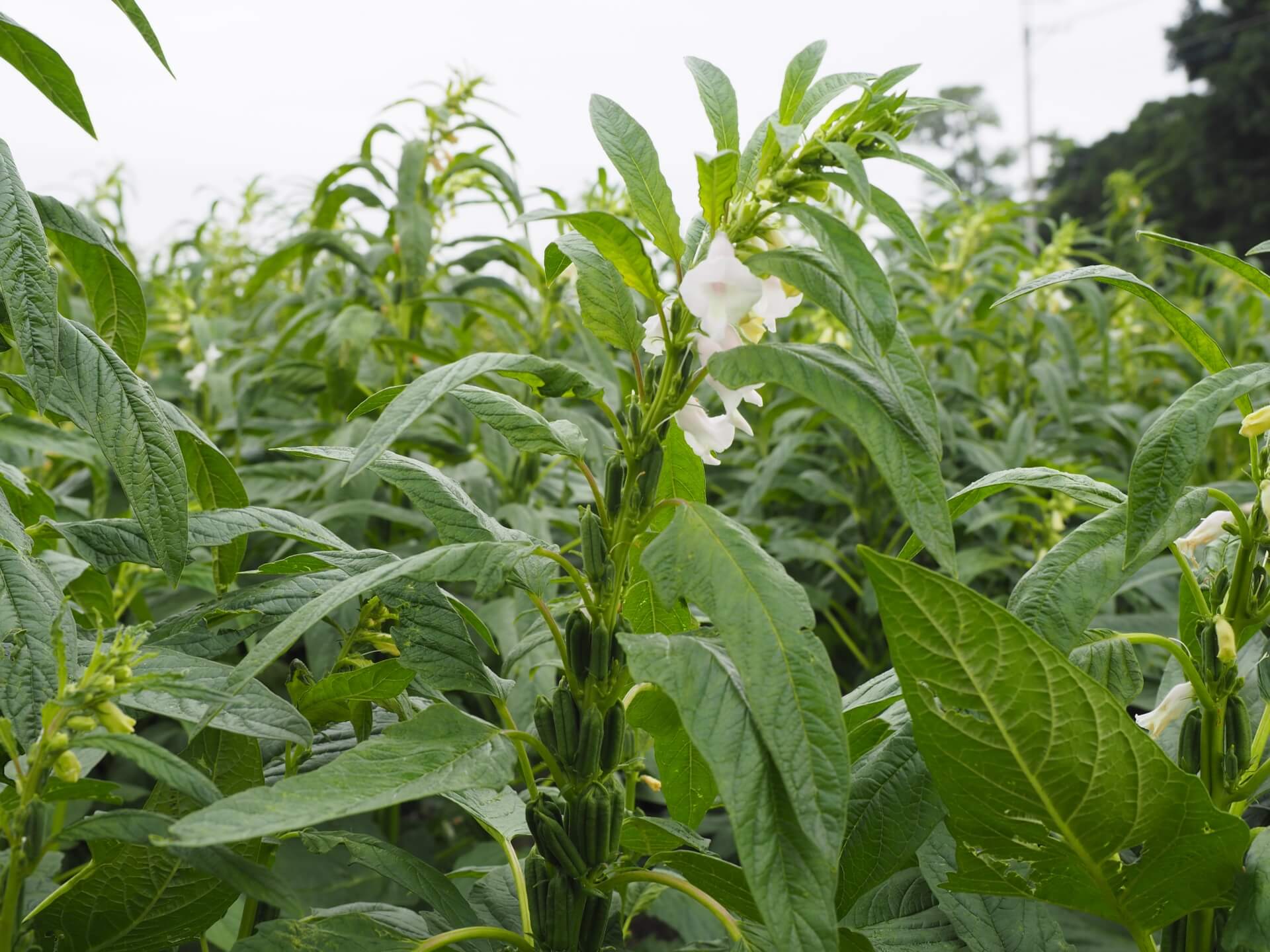 黑芝麻開花與果實