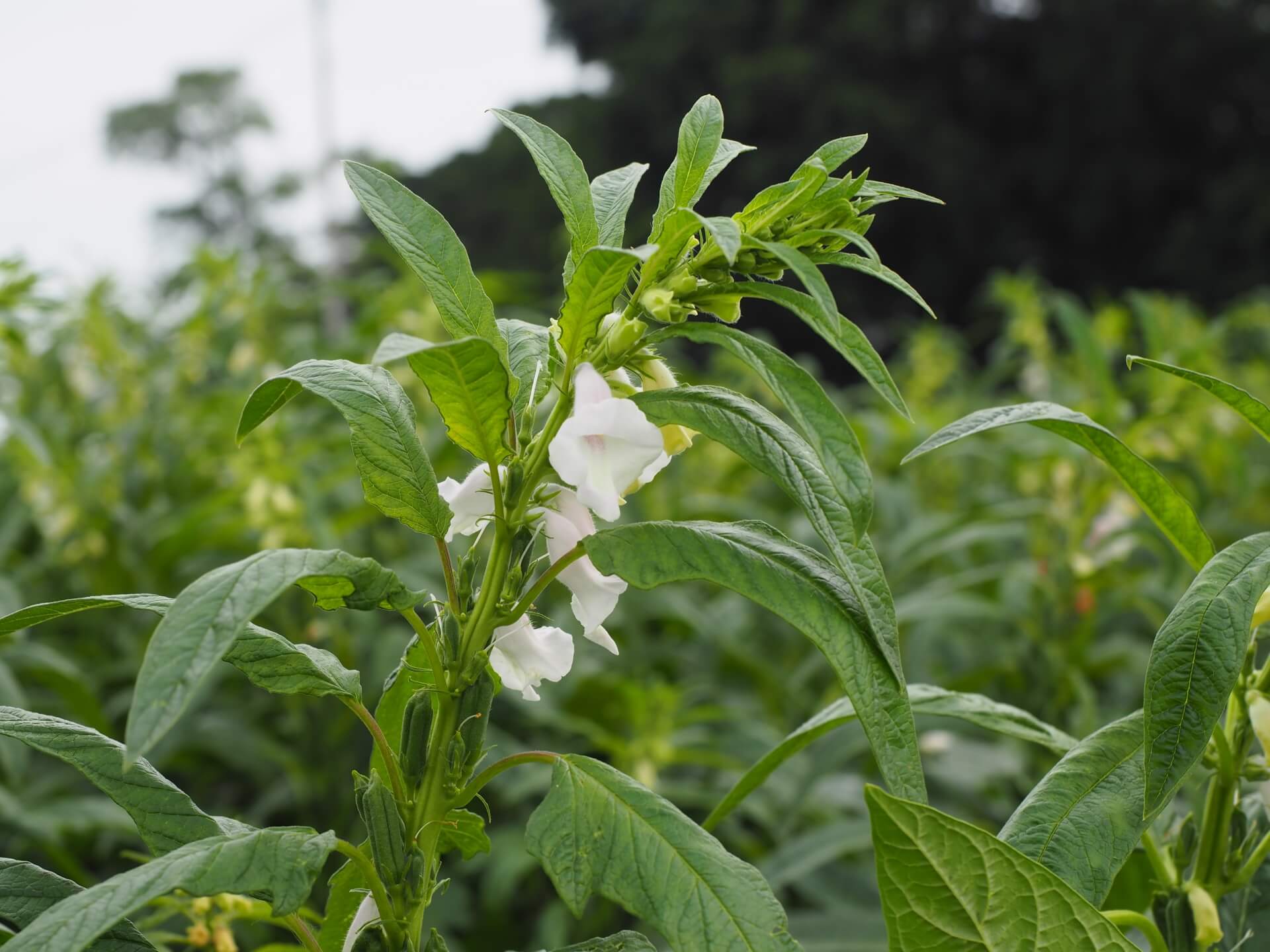 黑芝麻開花