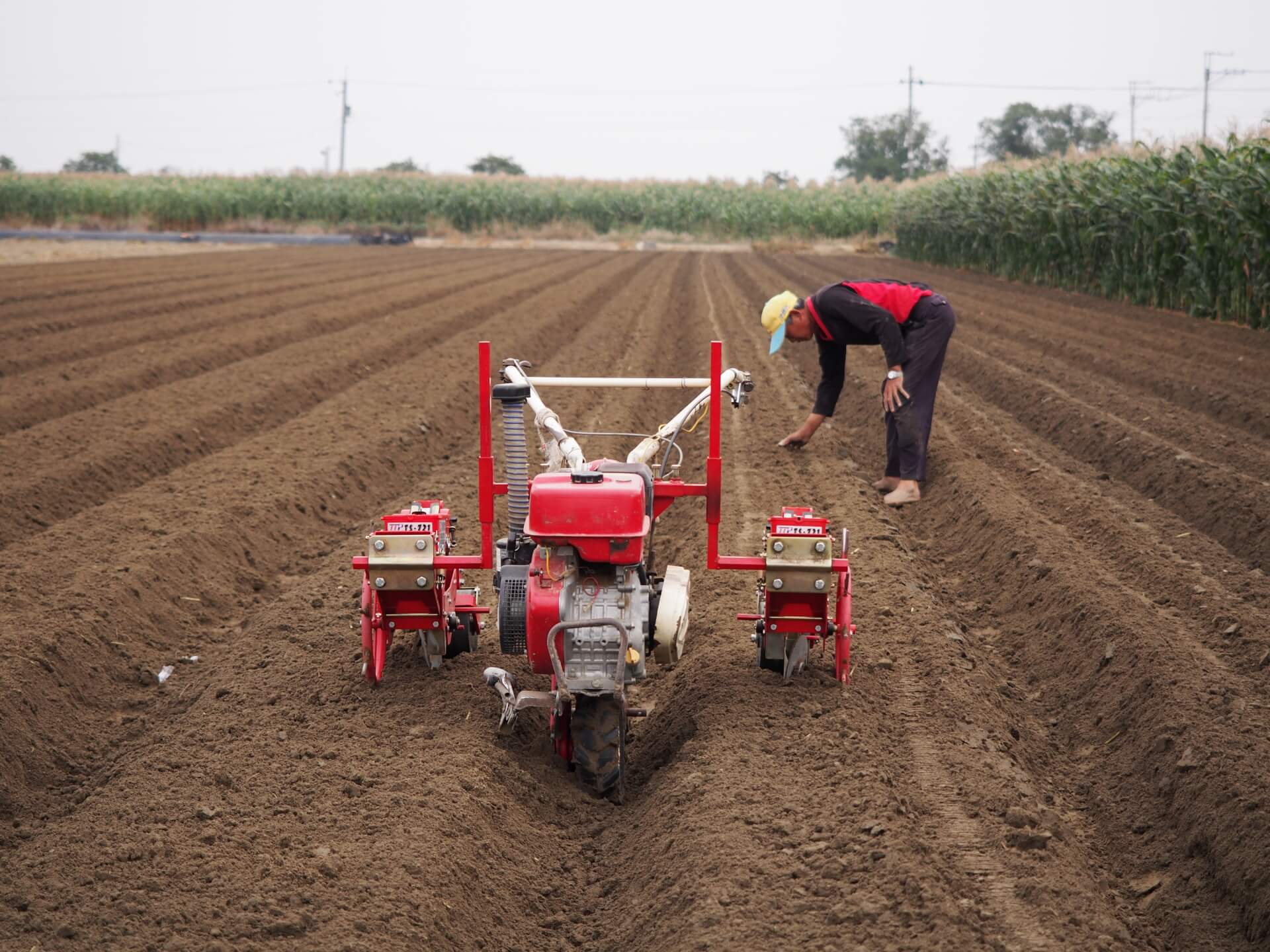 芝麻使用播種機播種