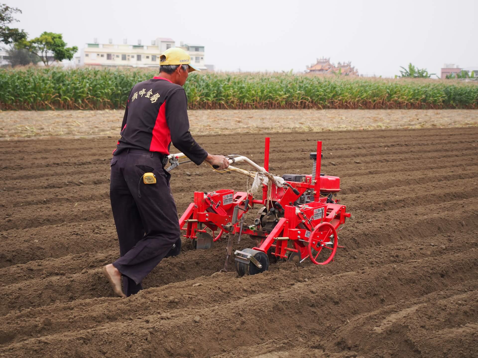 芝麻使用播種機播種