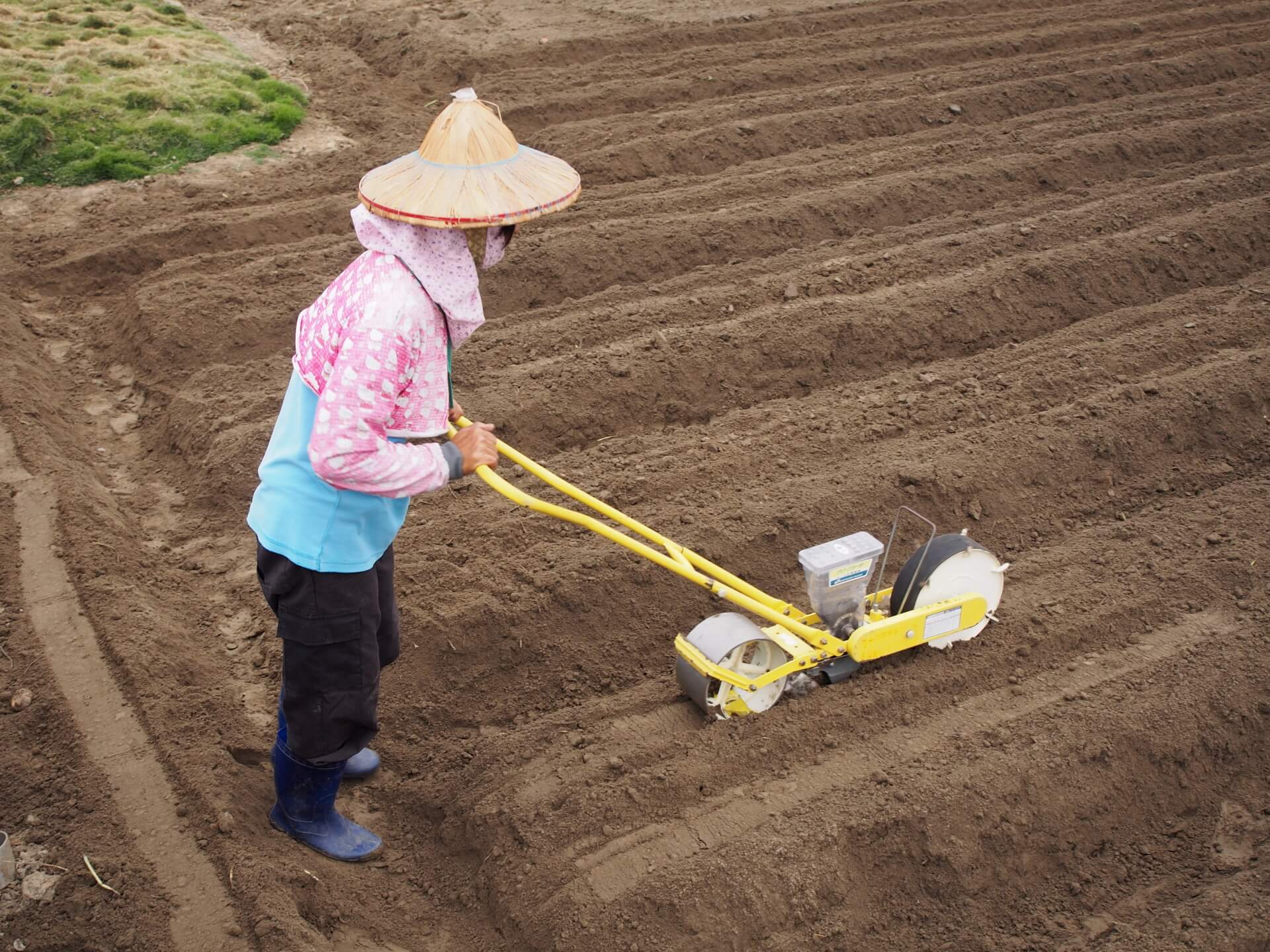 芝麻使用播種機播種
