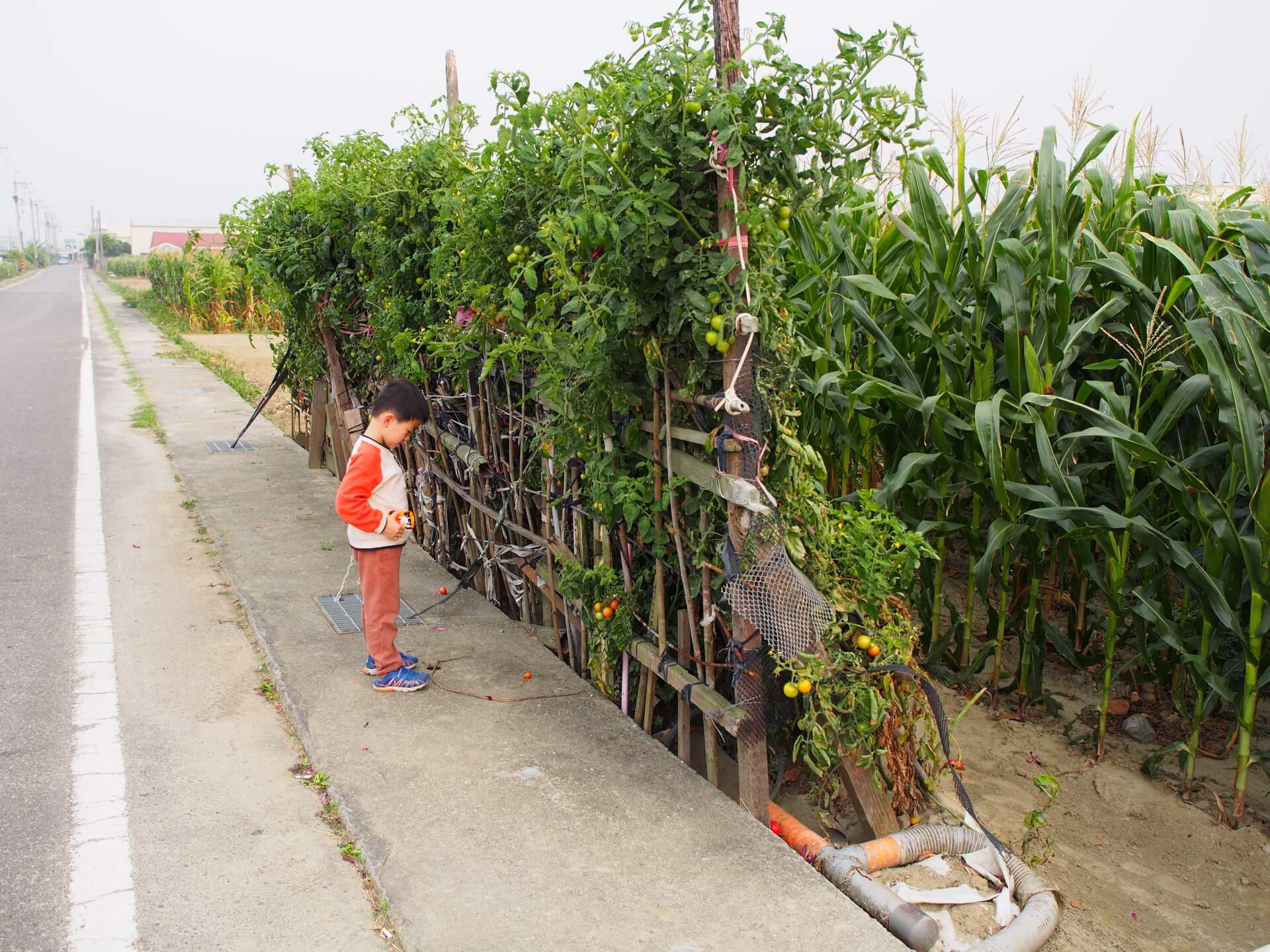 田邊的番茄棚架