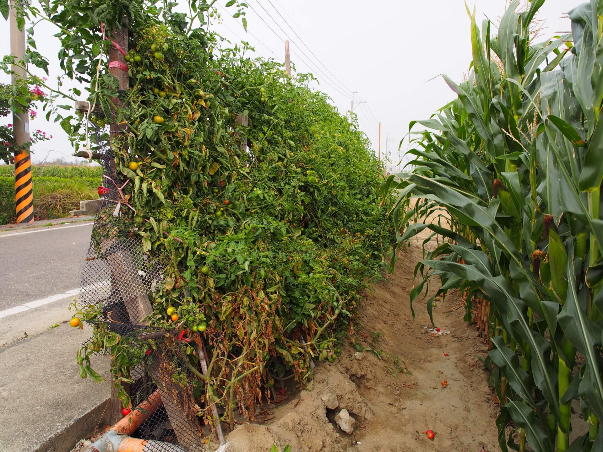 田邊的番茄棚架