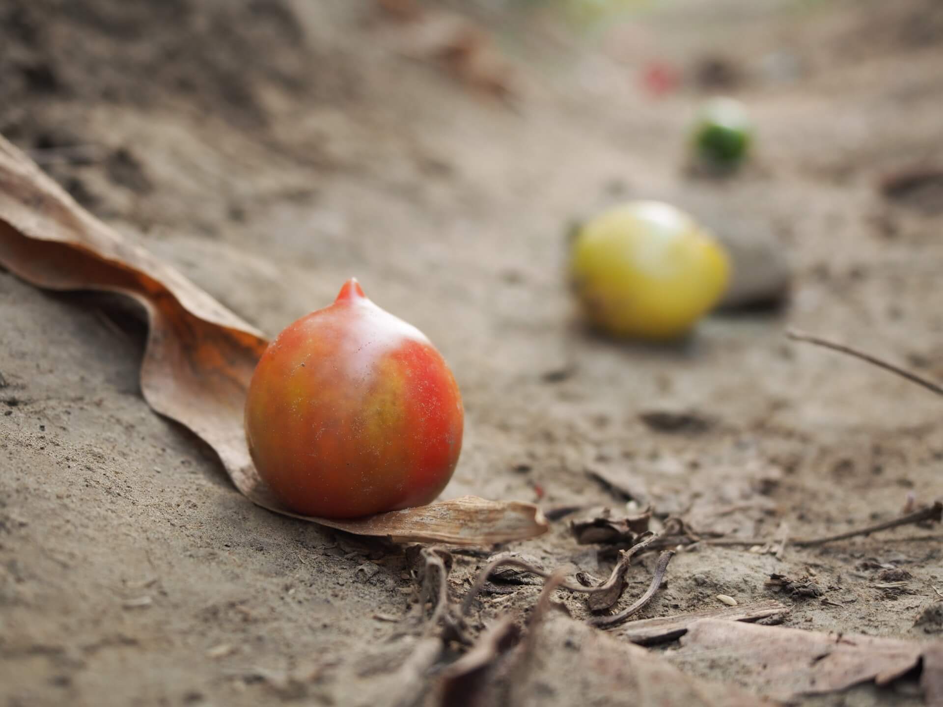 掉落的桃太郎小番茄