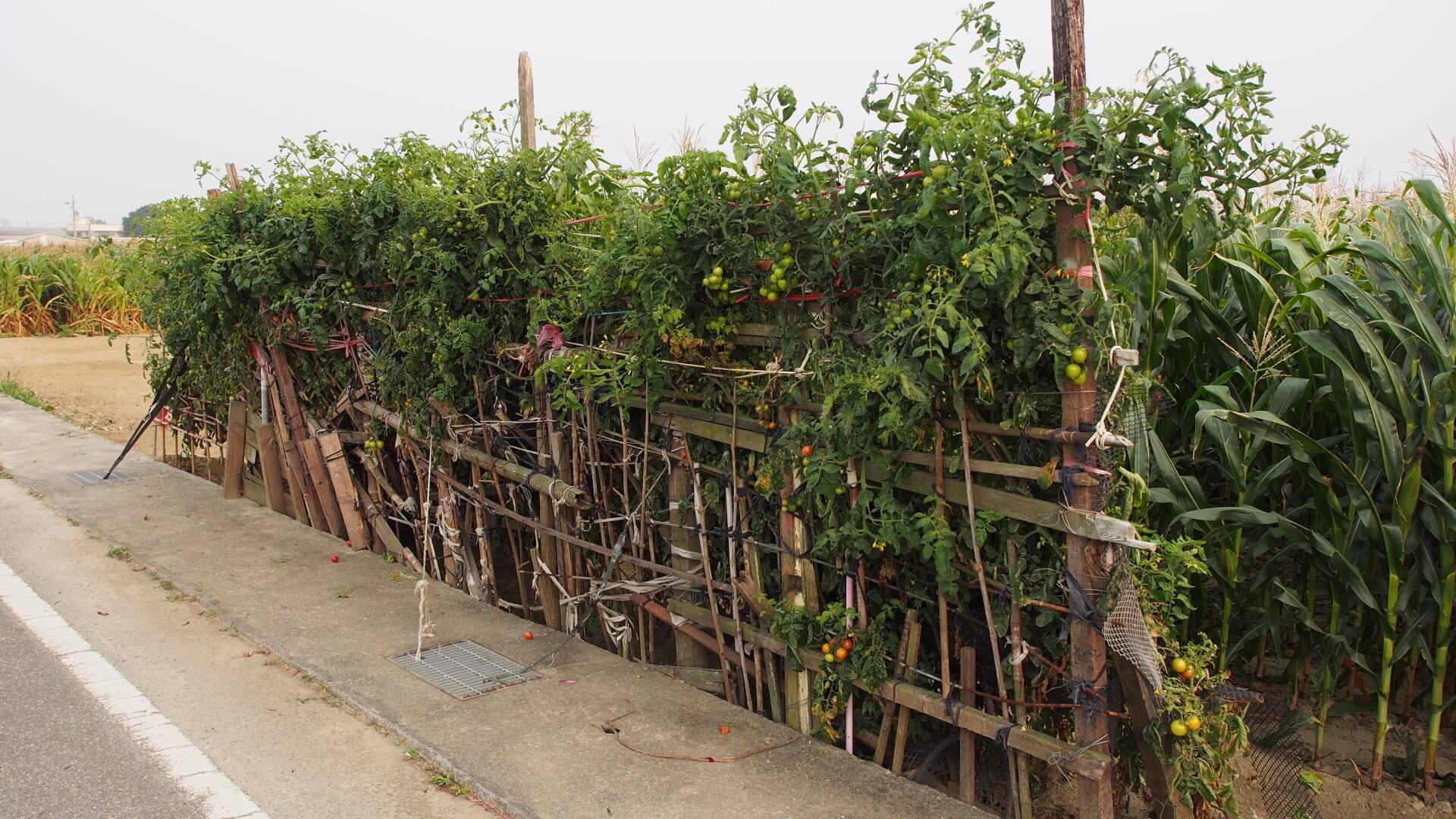 田邊的番茄棚架