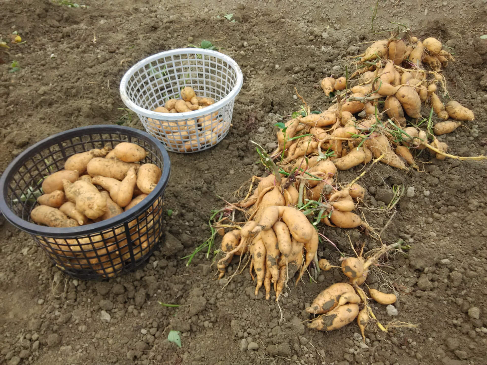 採收地瓜（蕃薯）