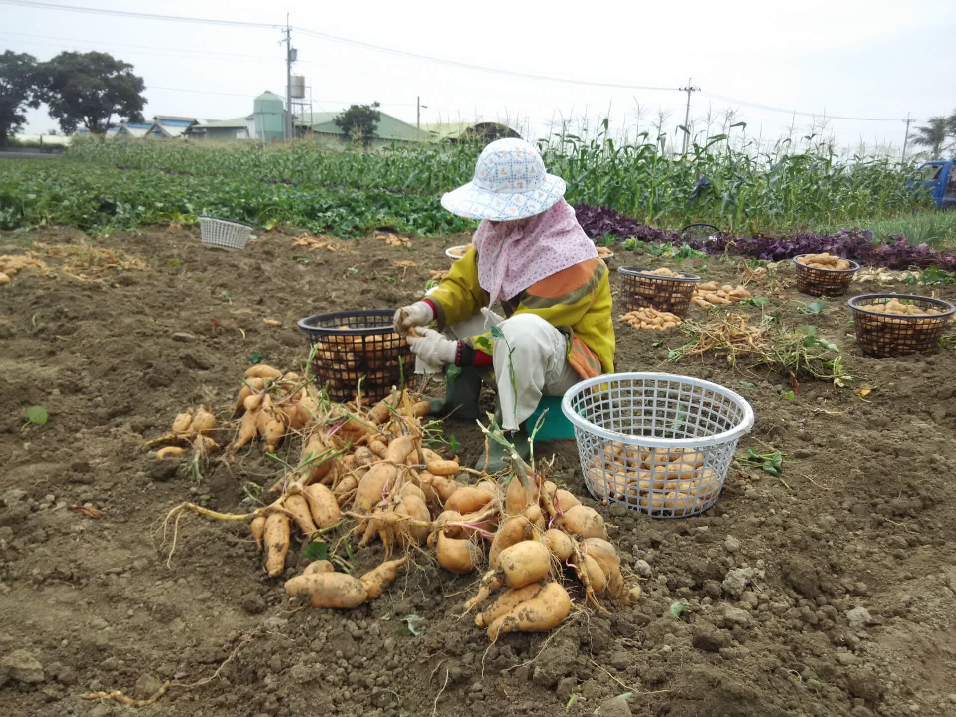 採收地瓜（蕃薯）