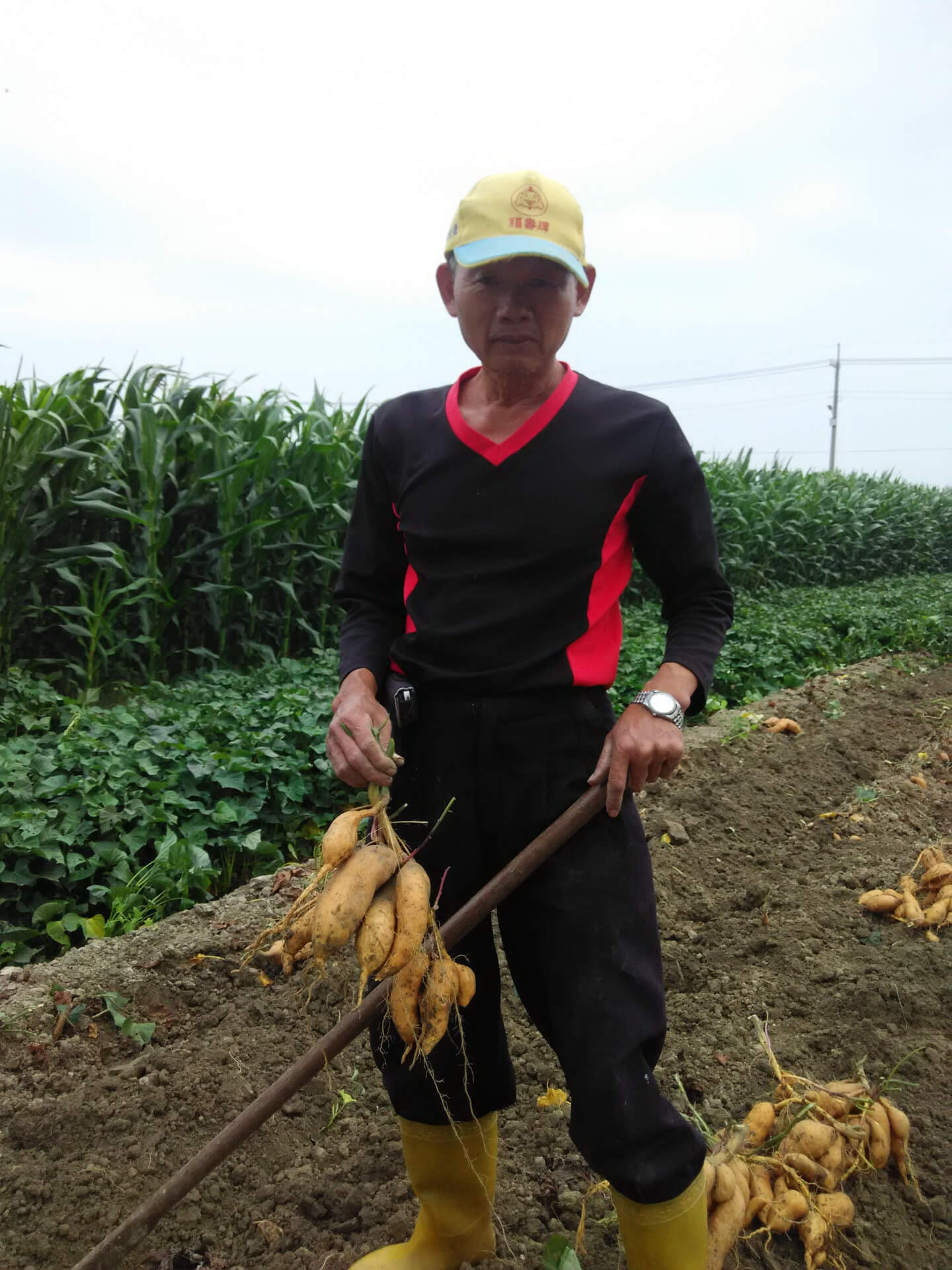 採收地瓜（蕃薯）