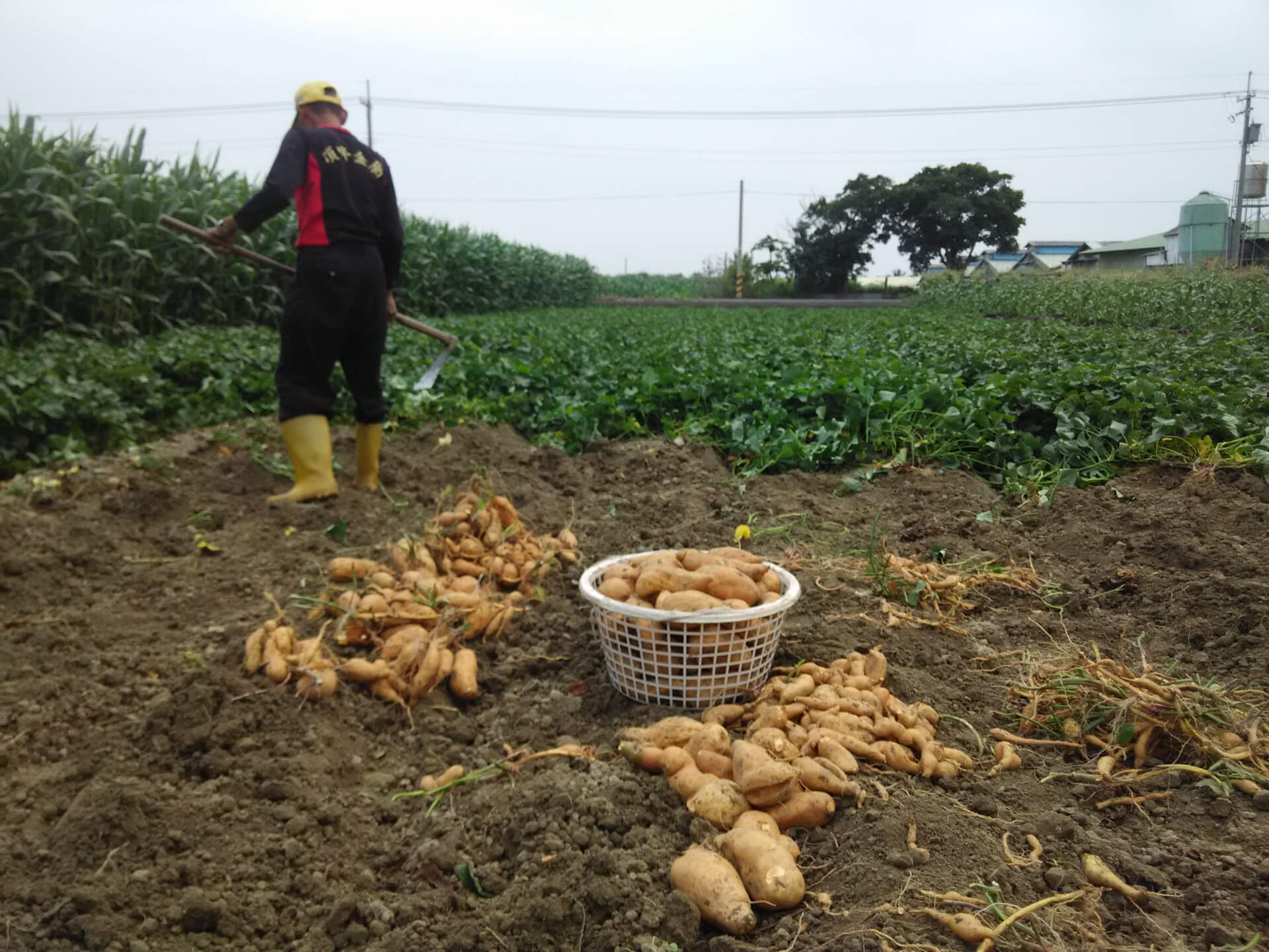 採收地瓜（蕃薯）