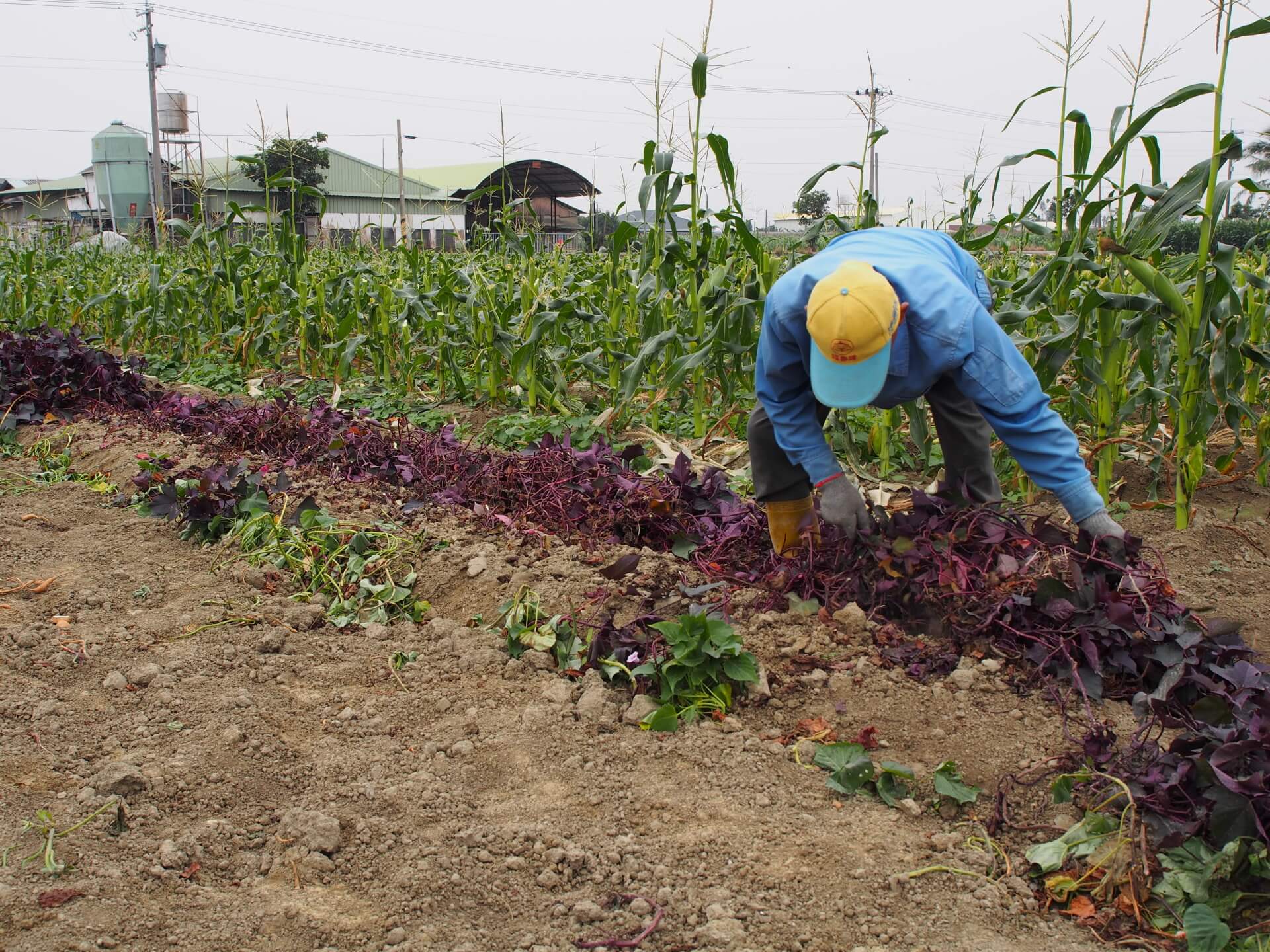 採收紫葉白色地瓜