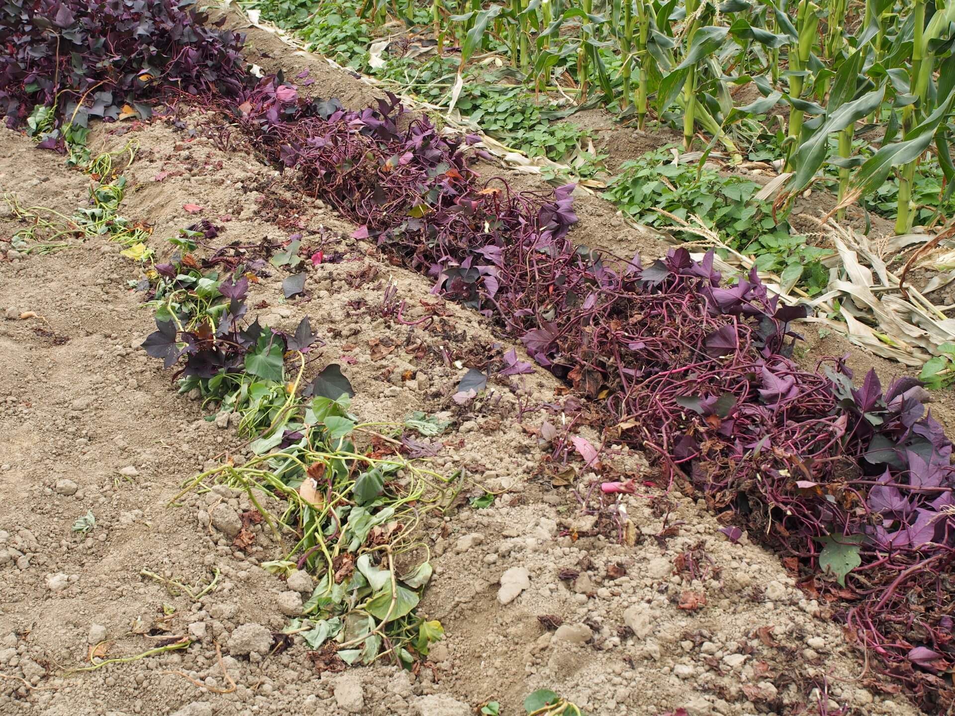 採收紫葉白色地瓜